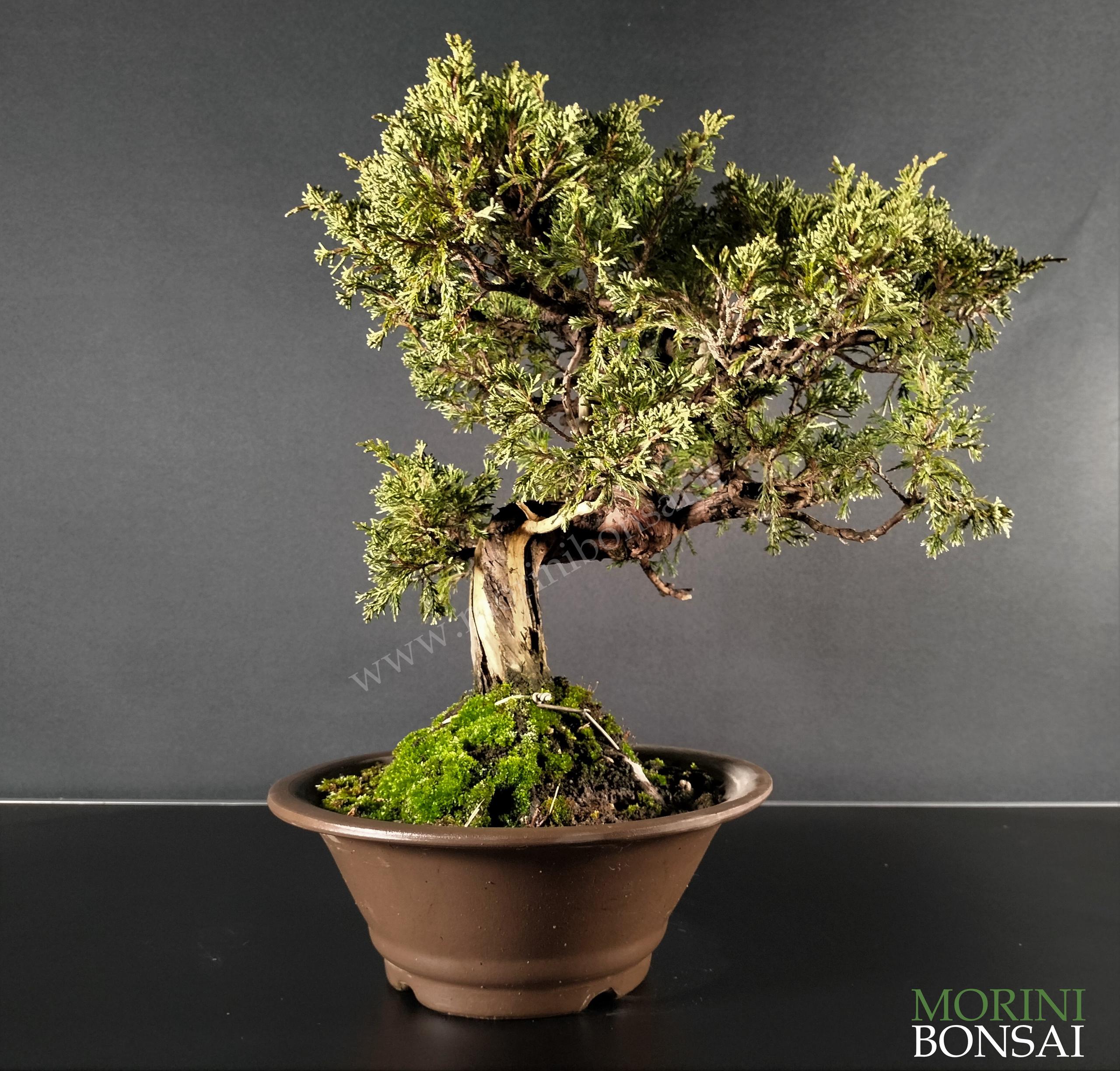 JUNIPERUS ITOIGAWA GI203