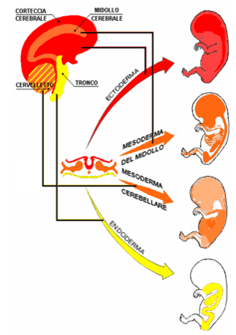 Sviluppo embrionale dell'ectoderma superficiale
