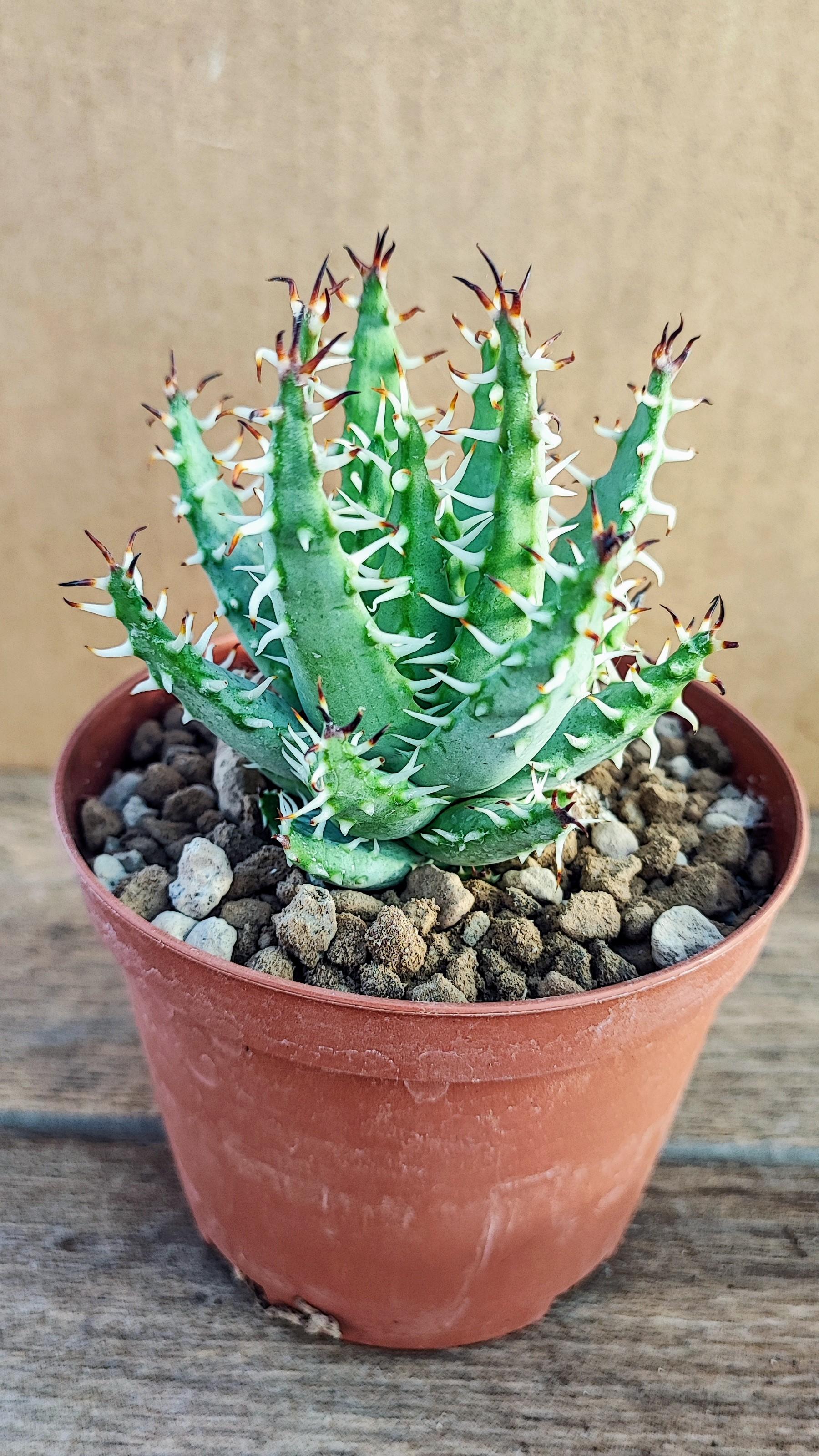 Aloe Erynacea