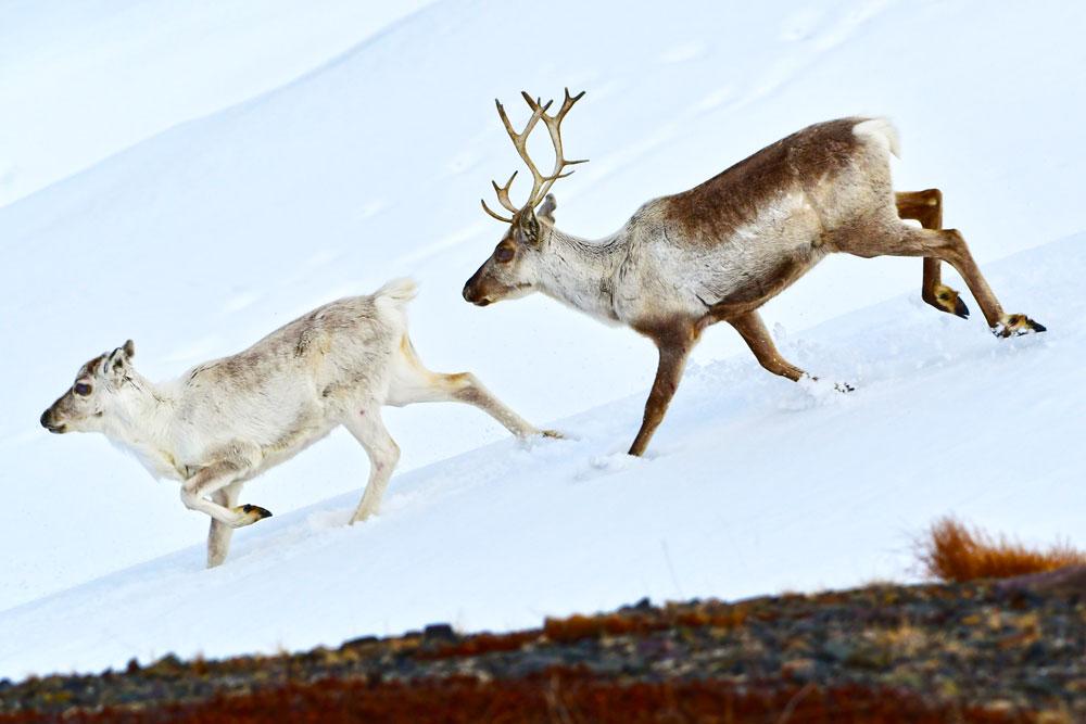 Norvegia, Norway, Varanger