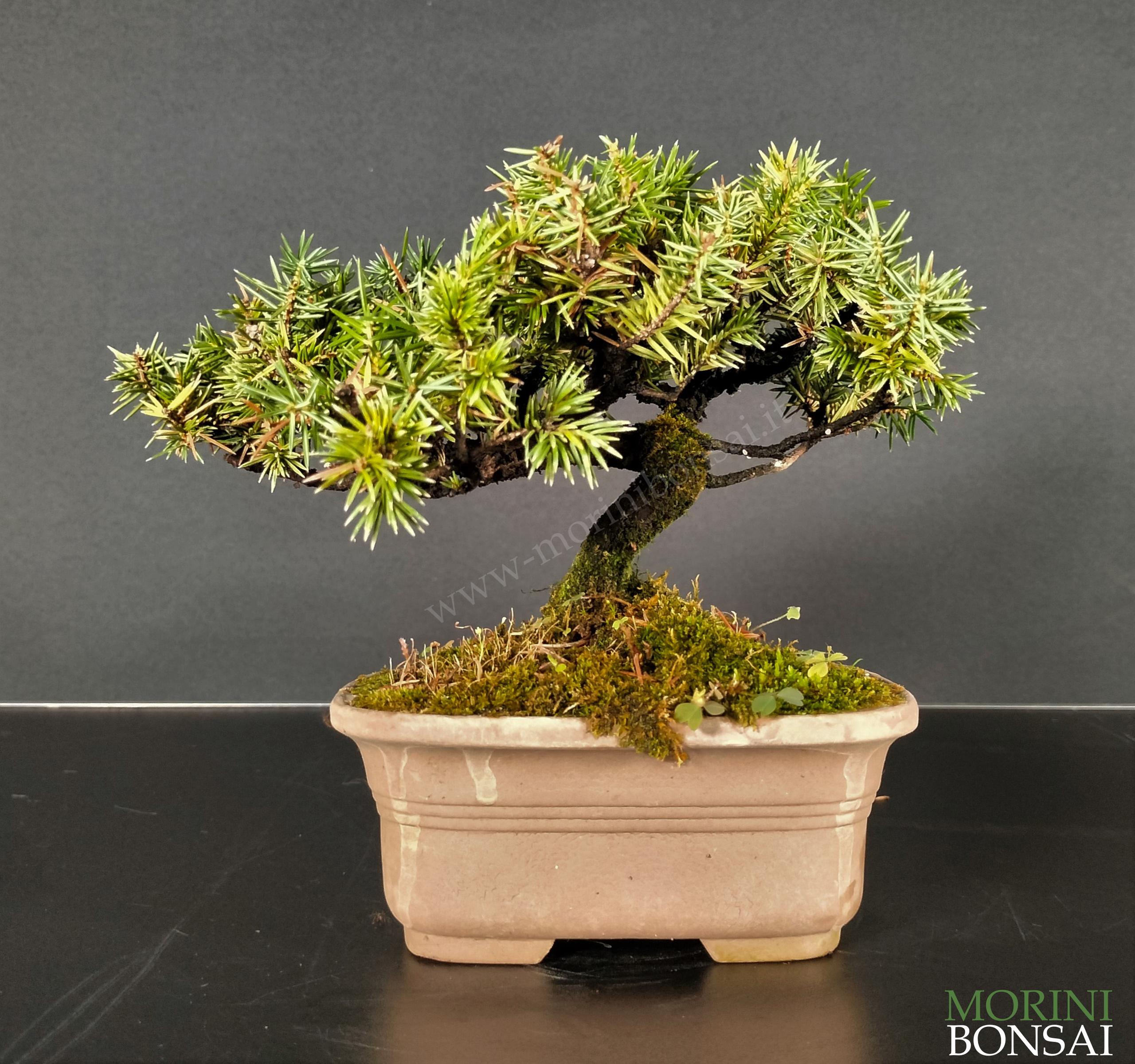 JUNIPERUS RIGIDA GR15