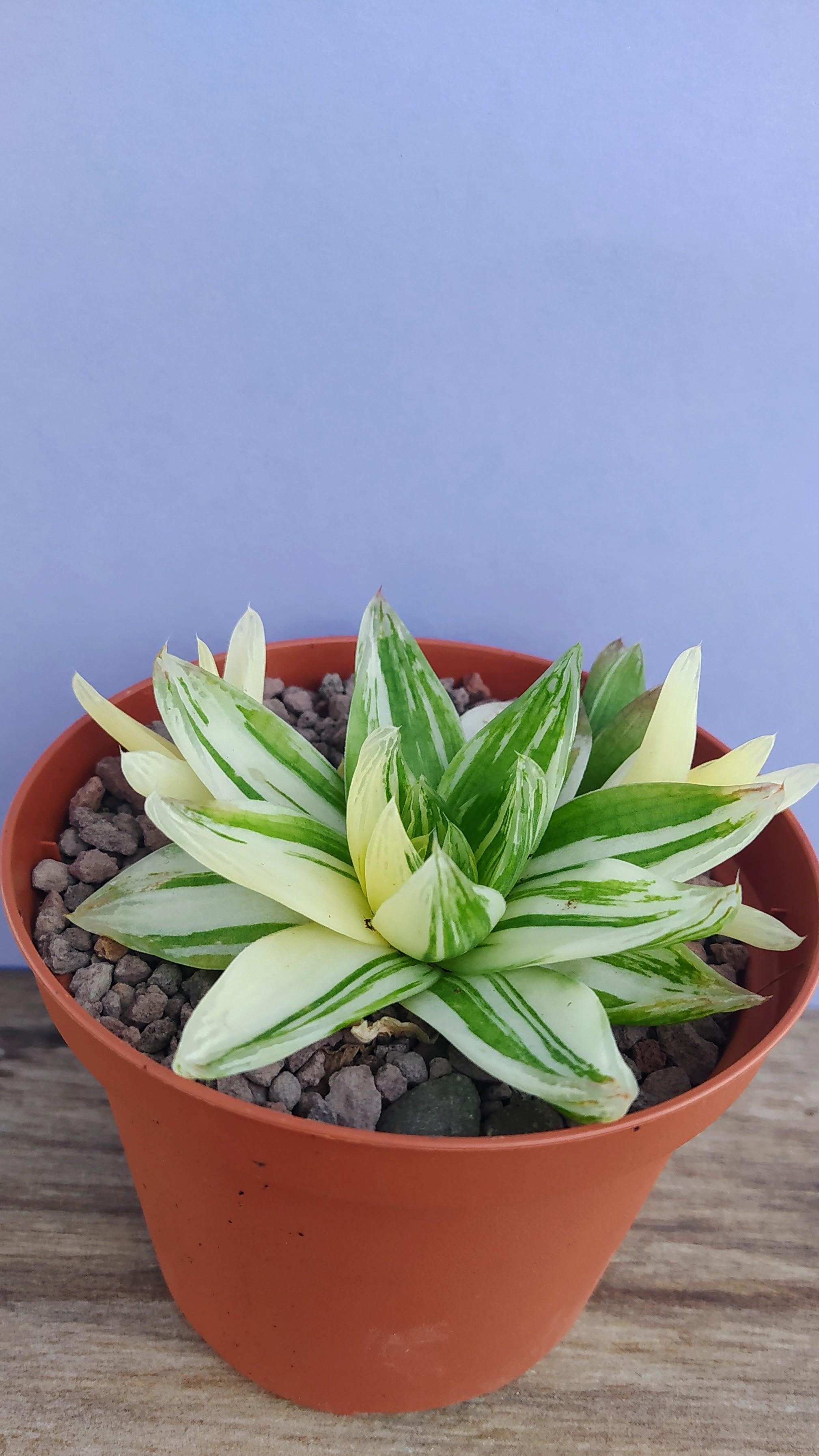 Haworthia Cymbiformis f.Variegata
