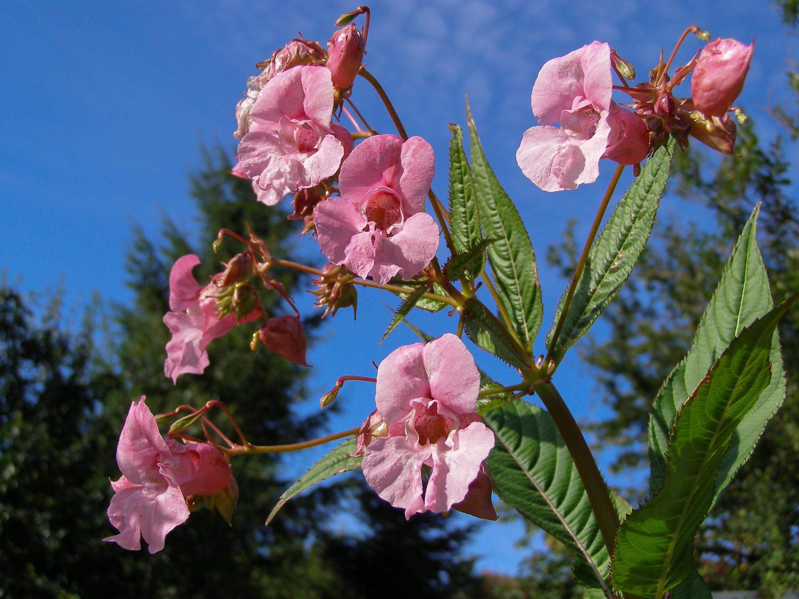 Impatiens