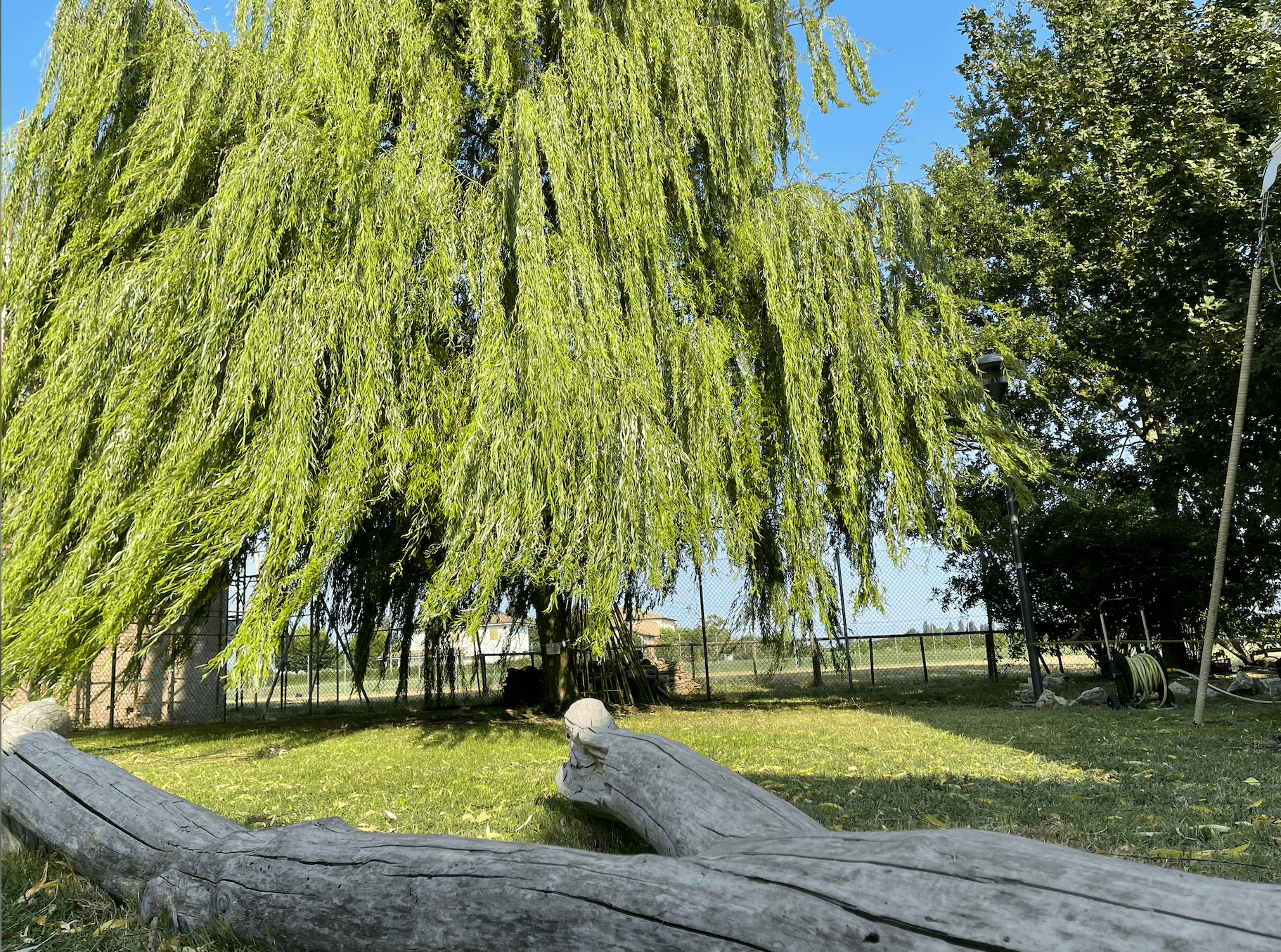 The great willow