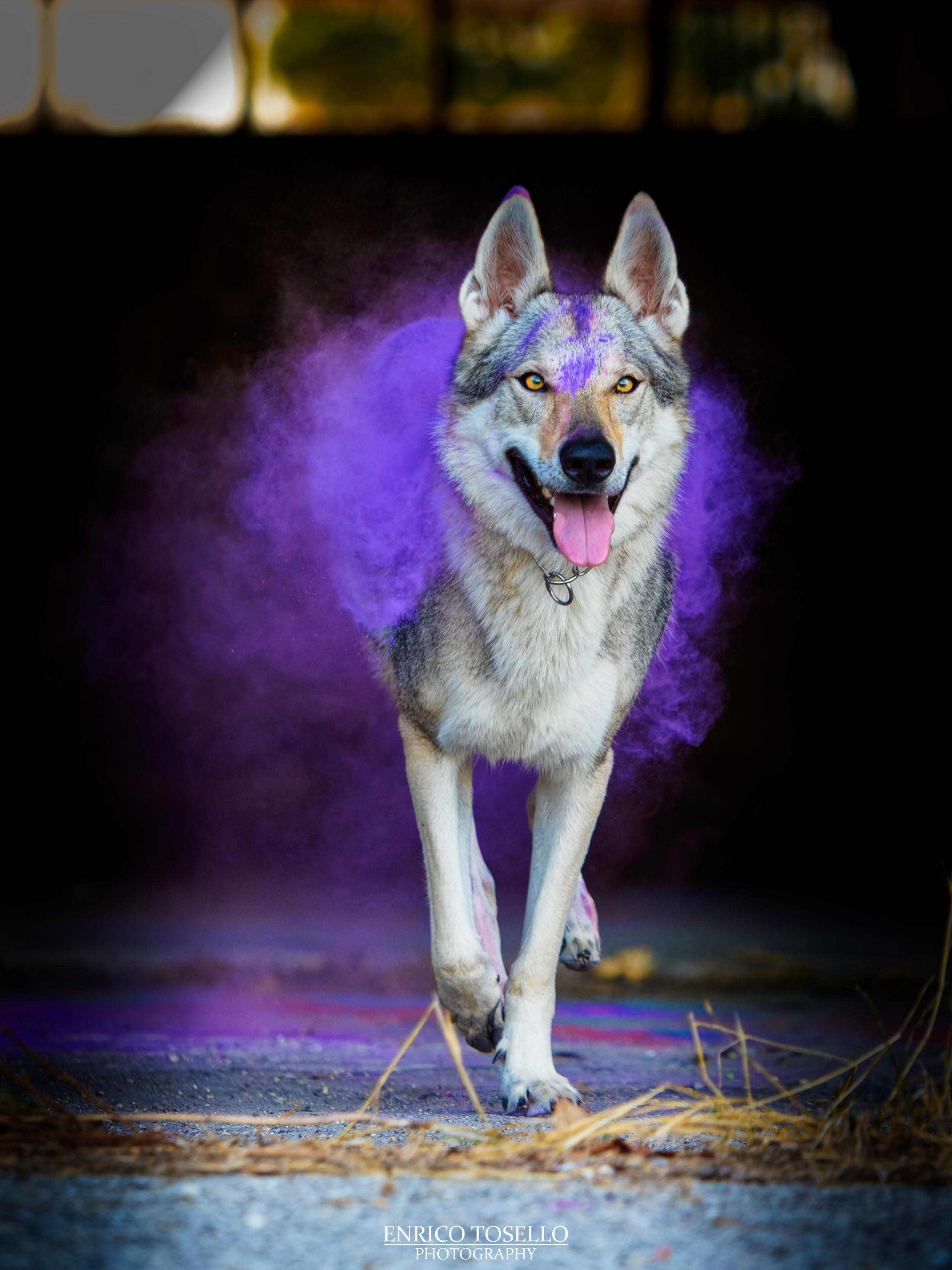 CORSO Animal Communication