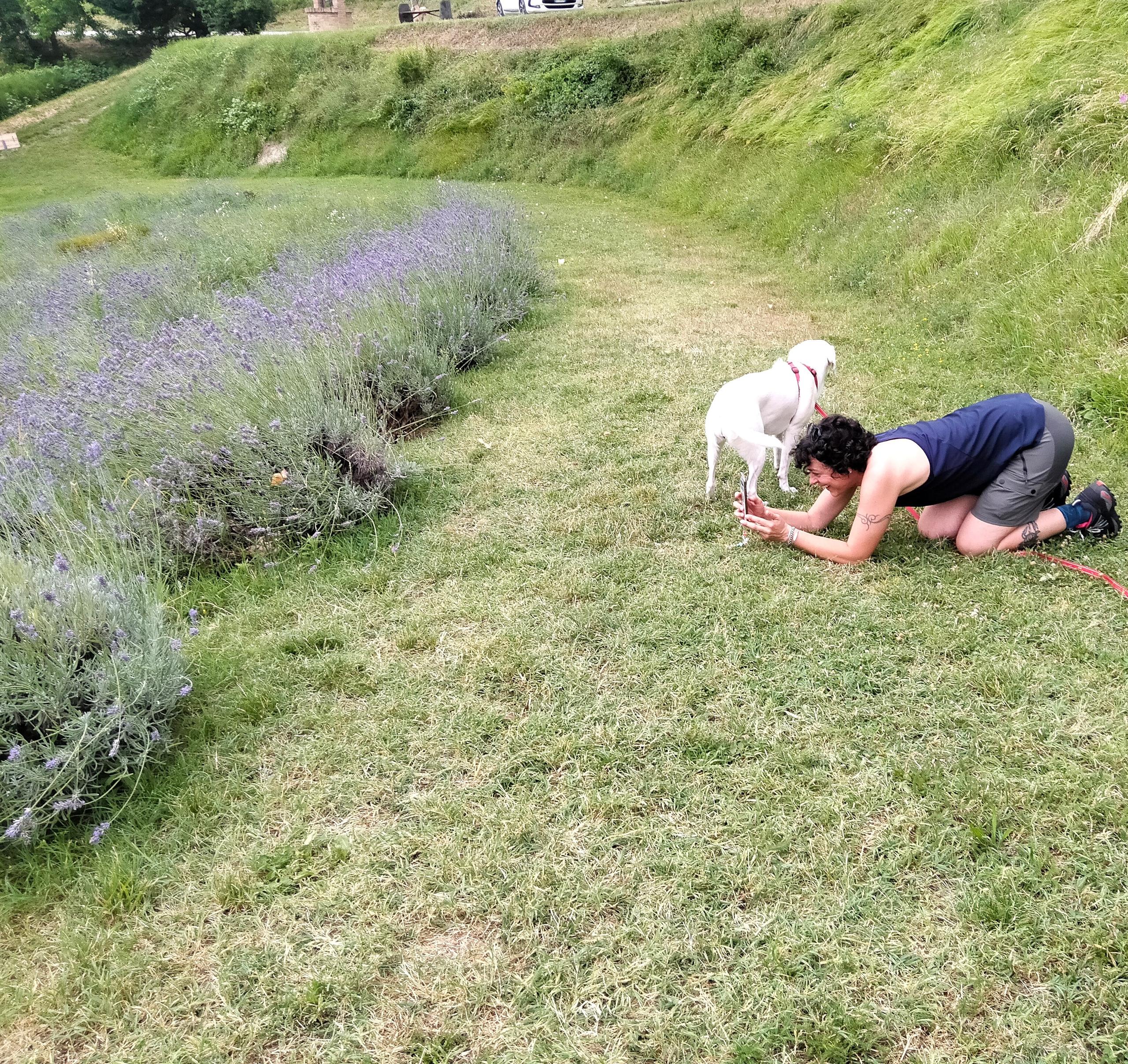 Campo di lavanda a San Lorenzo in Collina