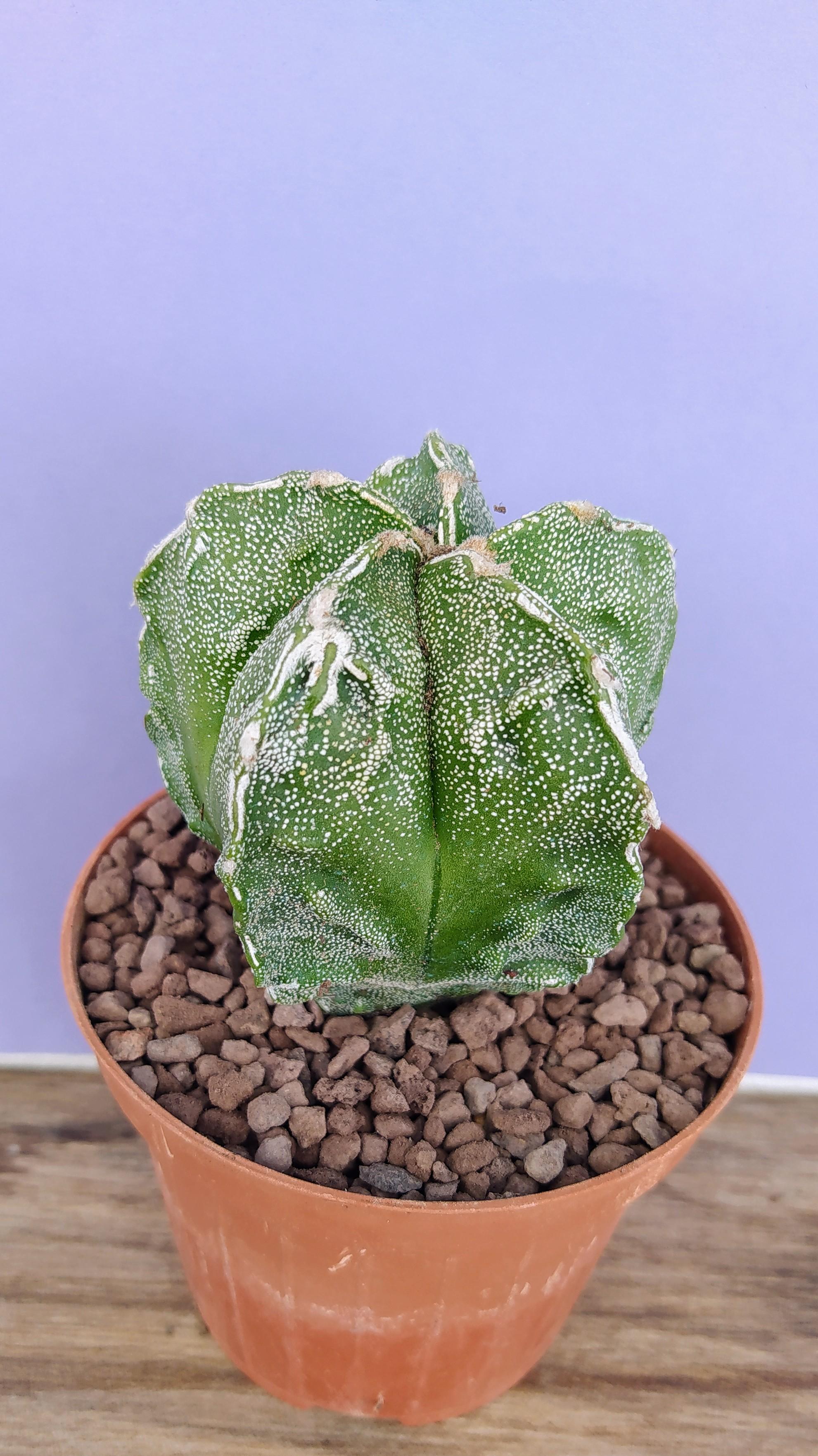 Astrophytum Myriostigma Fukuryu v.Nishiki