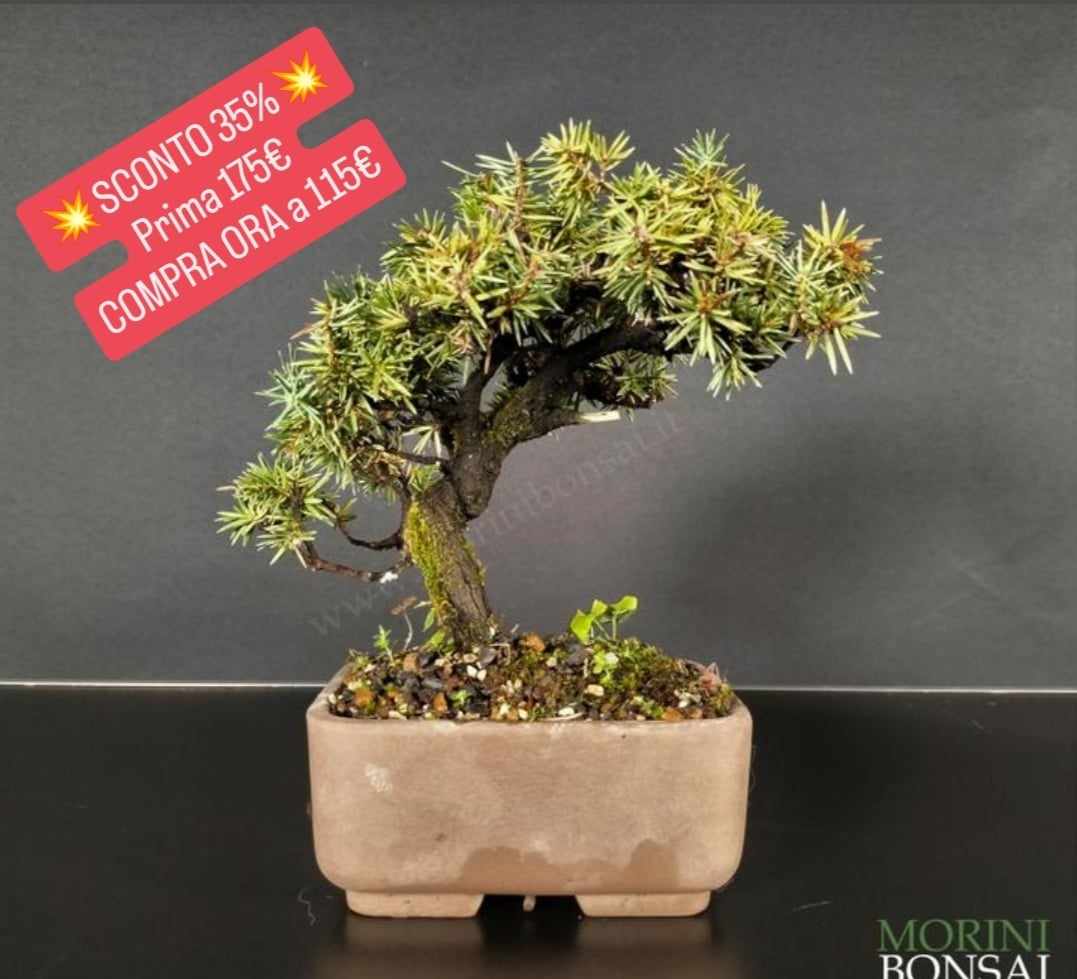 JUNIPERUS RIGIDA GR14