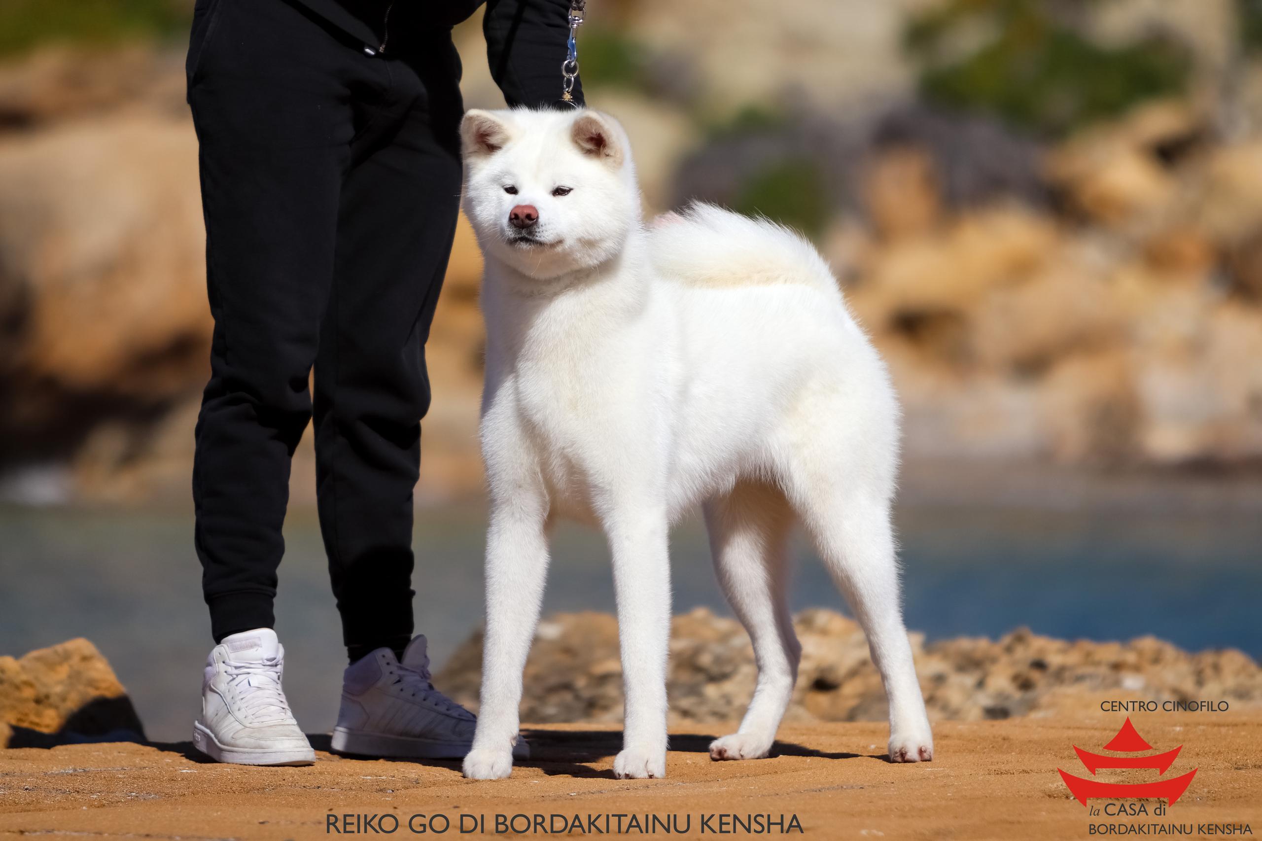 RIEKO GO DI BORDAKITAINU KENSHA