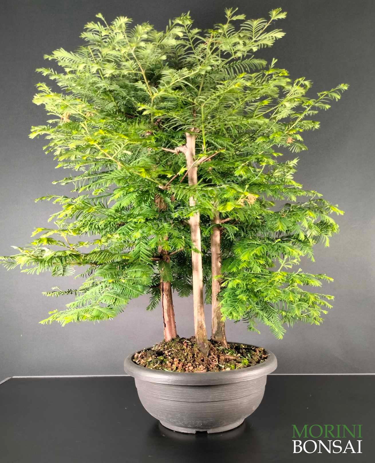 TAXODIUM DISTICHUM (cipresso delle paludi) TD007