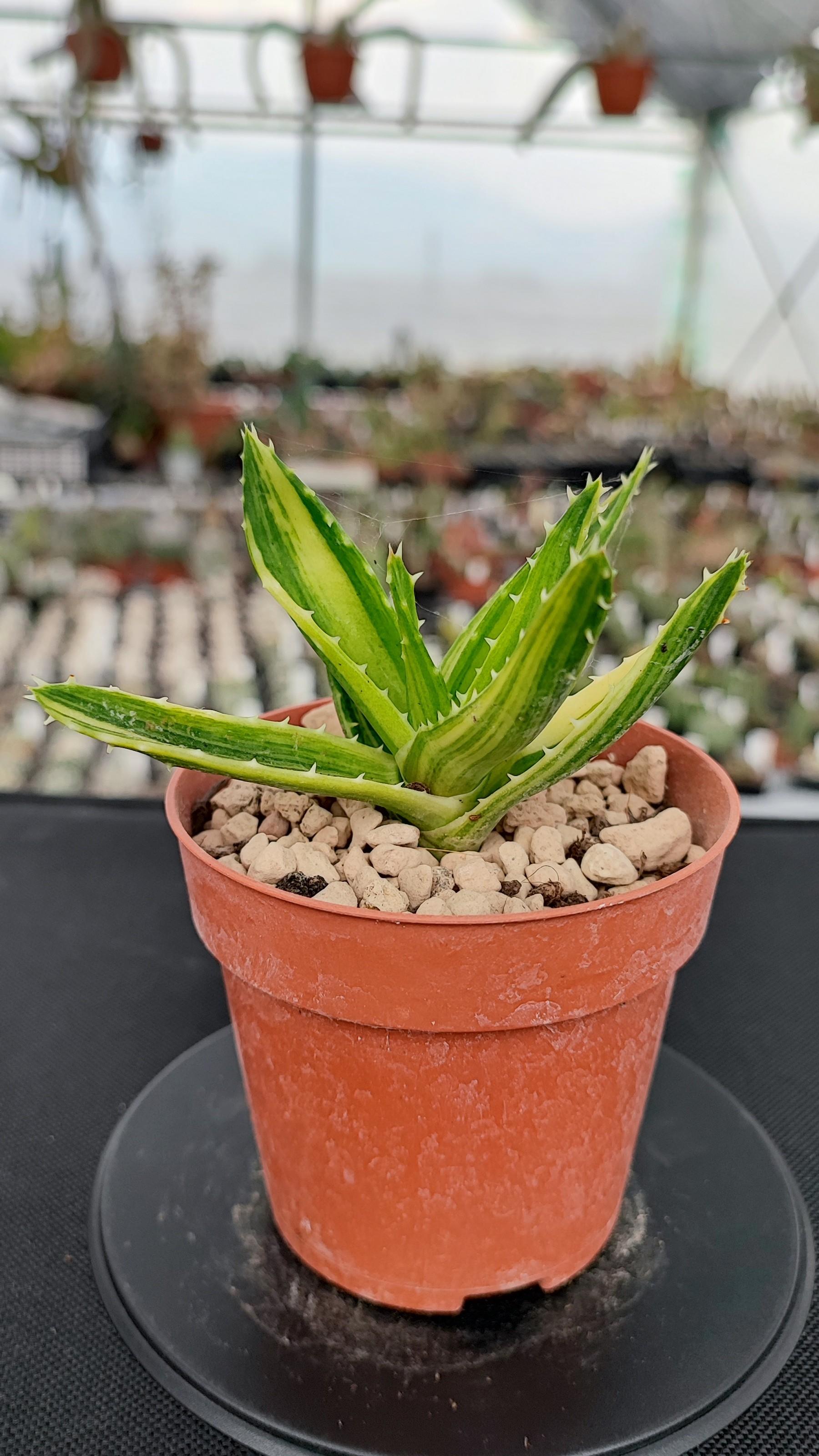 Aloe Mitriformis F. Variegata
