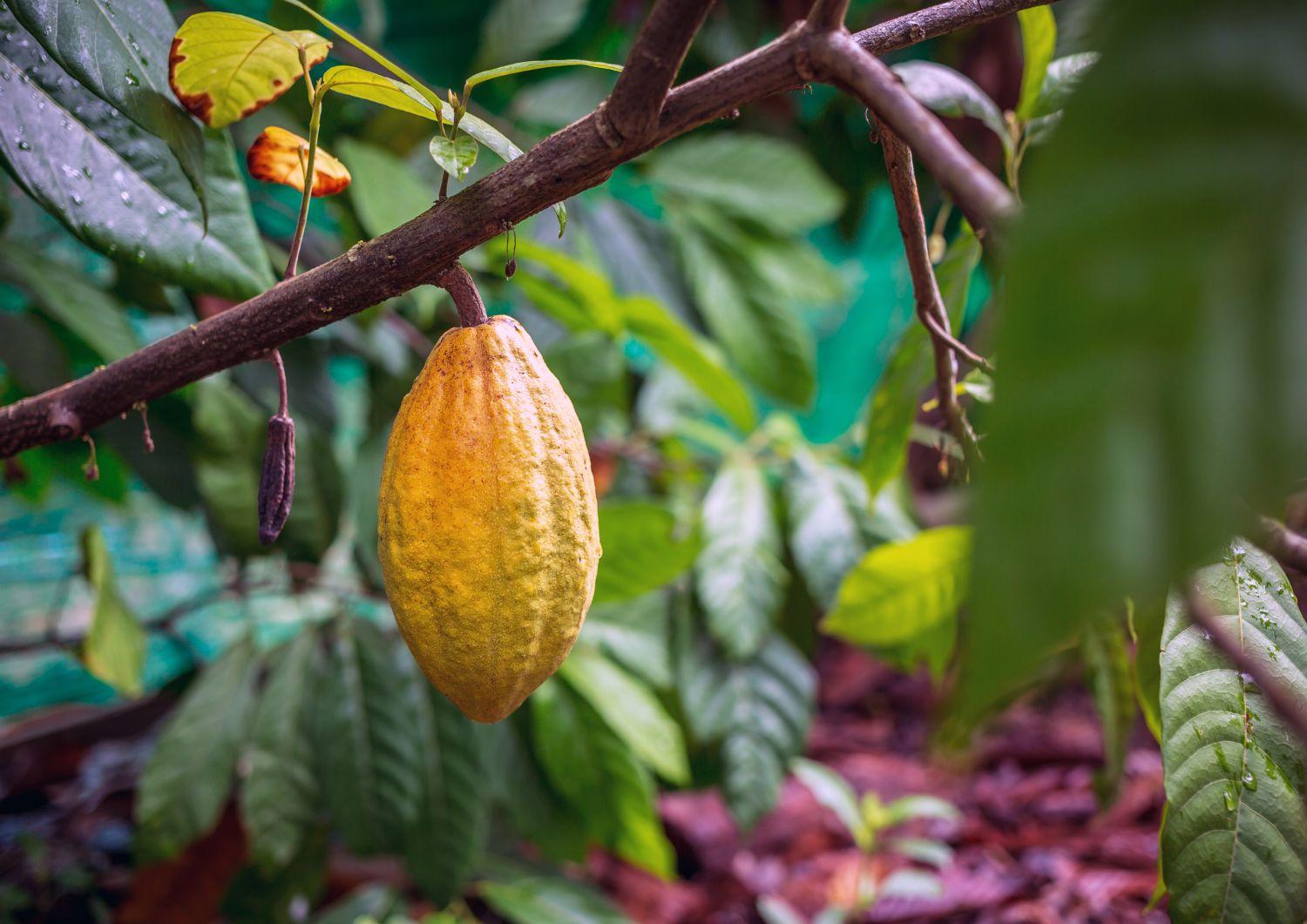 Il mondo del cioccolato