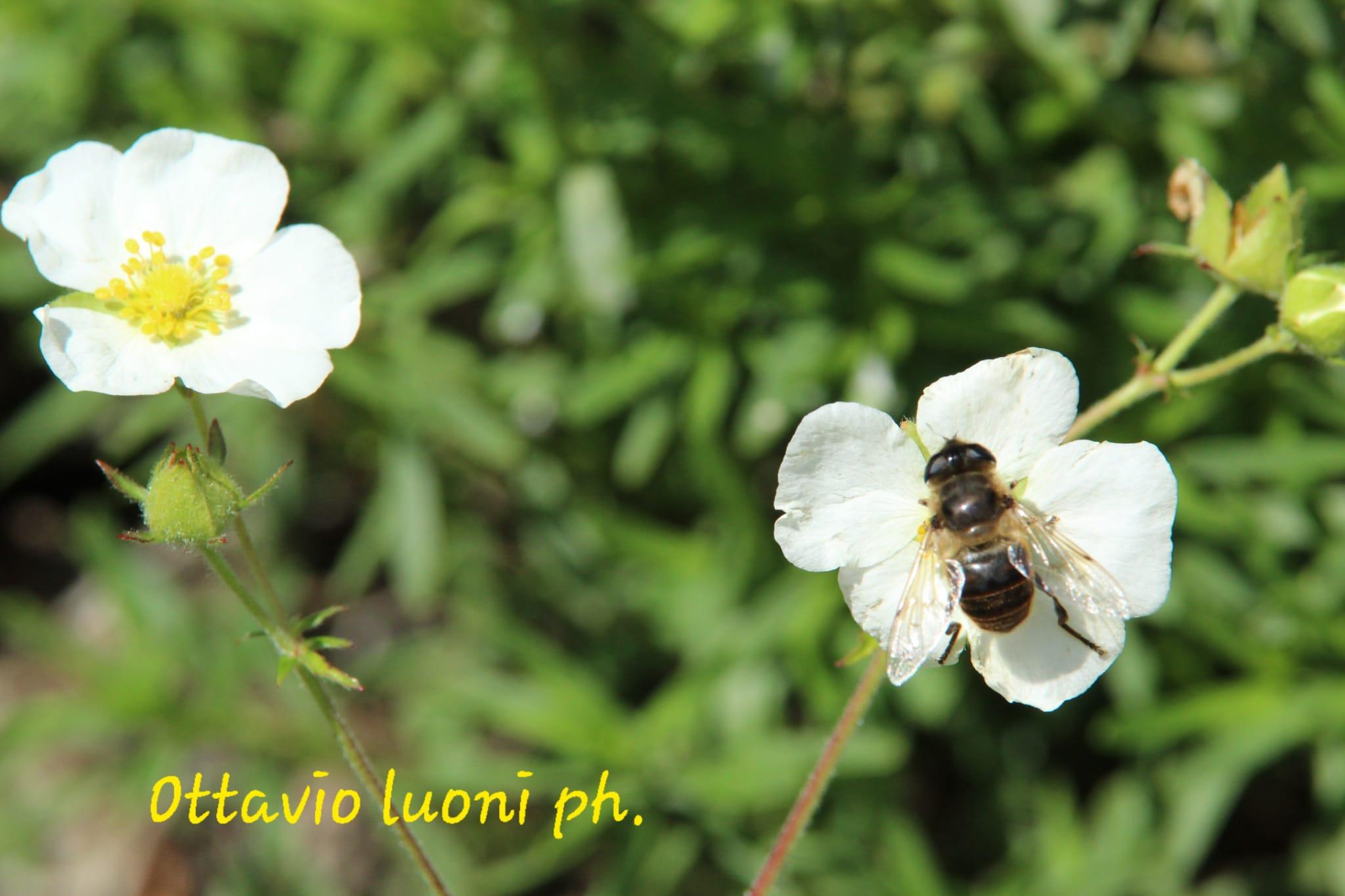 Foto di proprietà del Giardino Alpinia