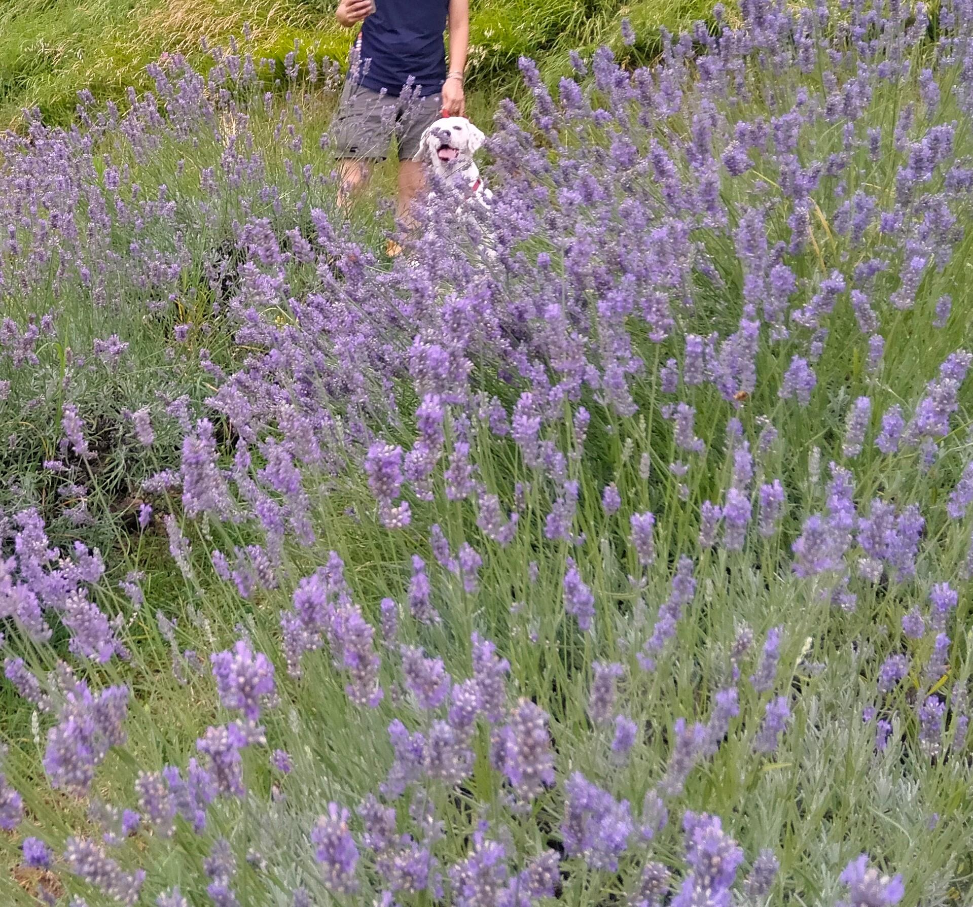 Campo di lavanda a San Lorenzo in Collina