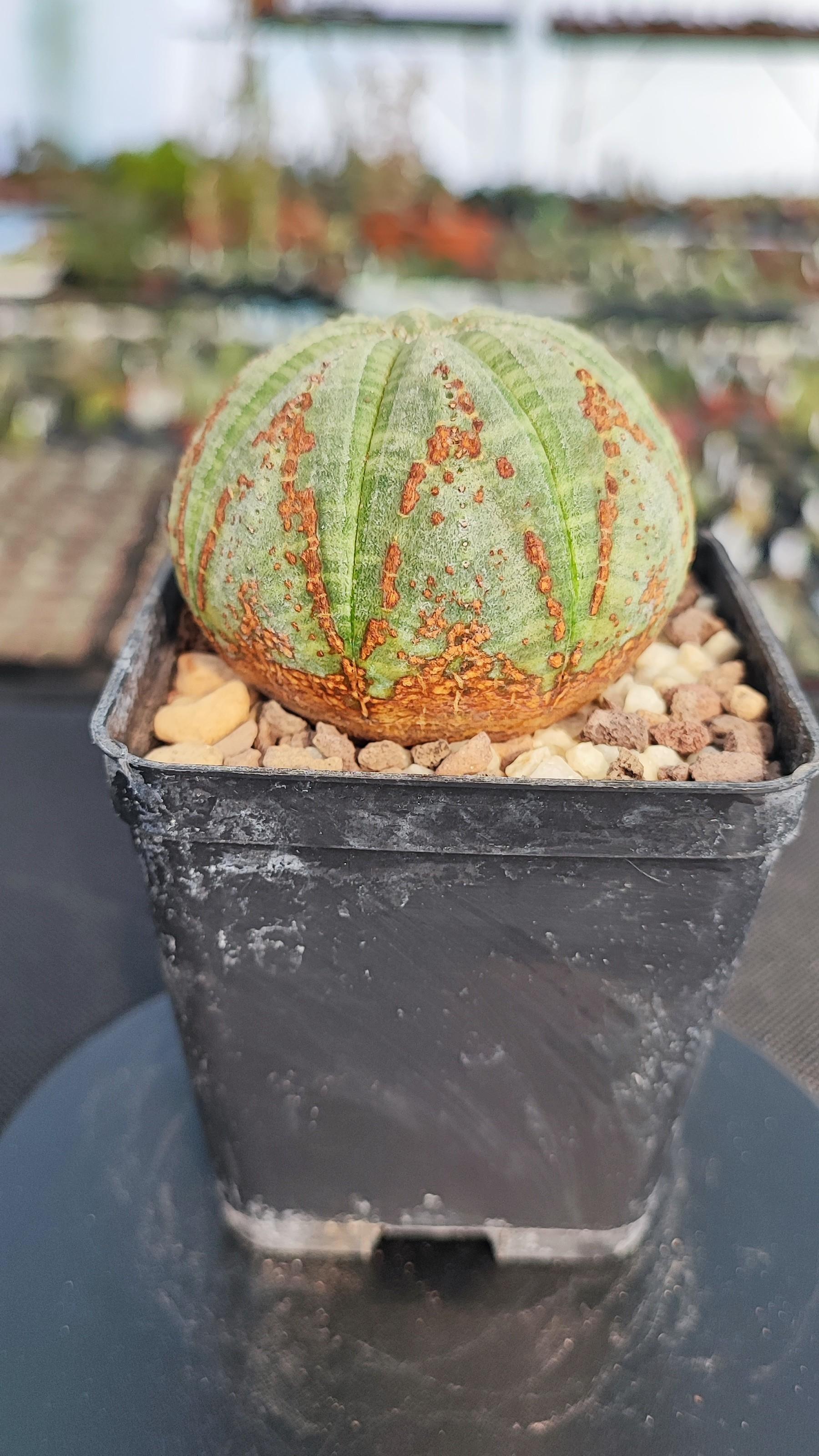 Euphorbia Obesa rare form