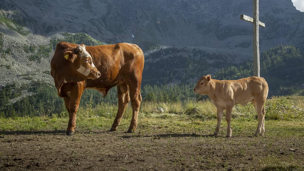 Foto di proprietà dell'Azienda Agricola #FAICHEESE