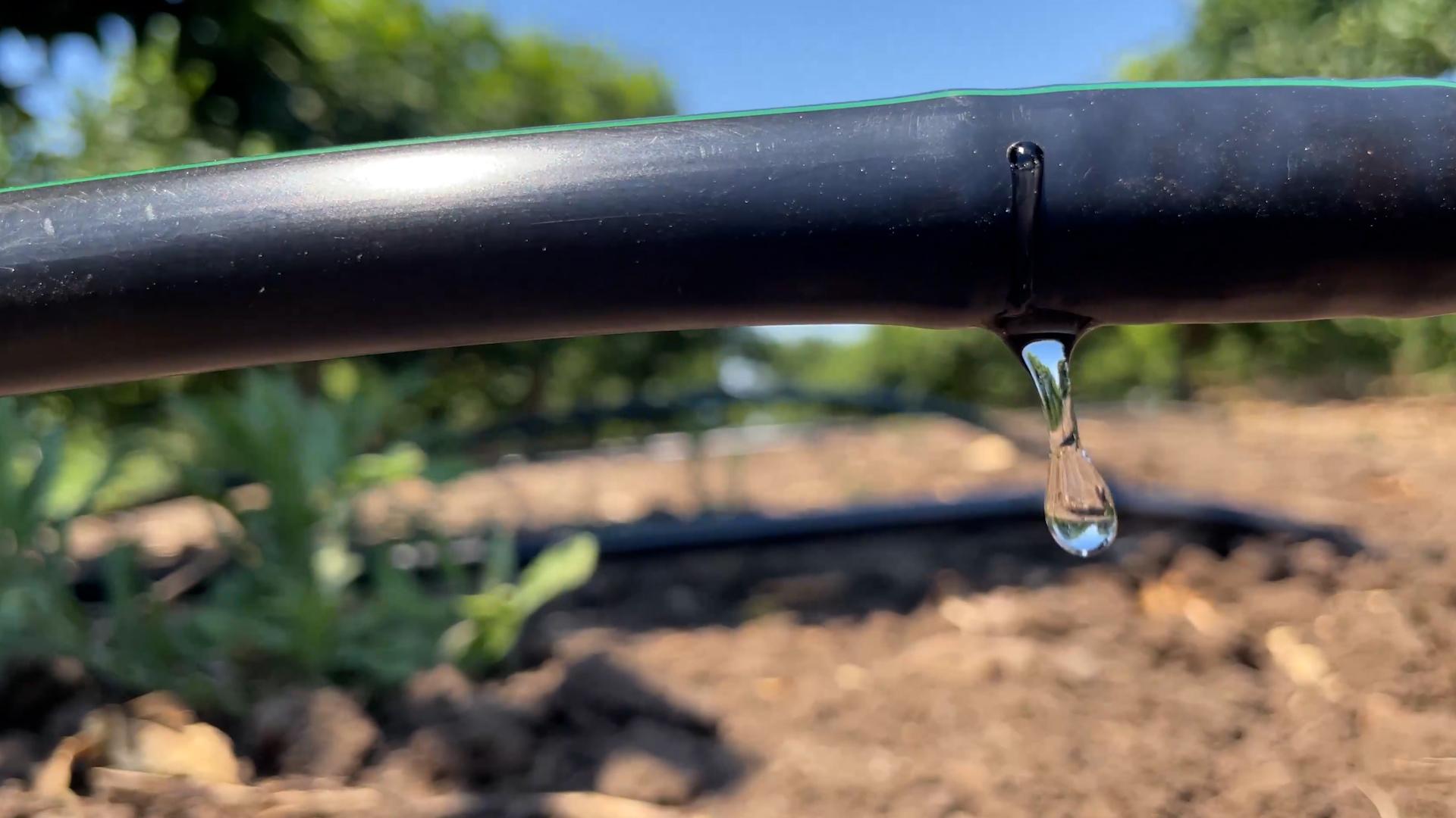 Tecnologie e strategie per il risparmio idrico  Focus sull'irrigazione deficitaria in agrumicoltura Nell'ultima puntata de“ La natura dal campo alla tavola” in onda su 7Gold
