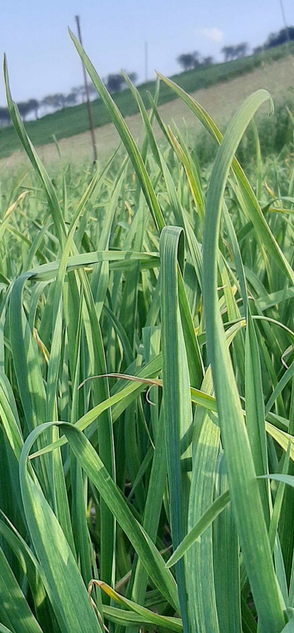 Gekeimter weißer Knoblauch wird unser schwarzes Knoblauchelixier Italien