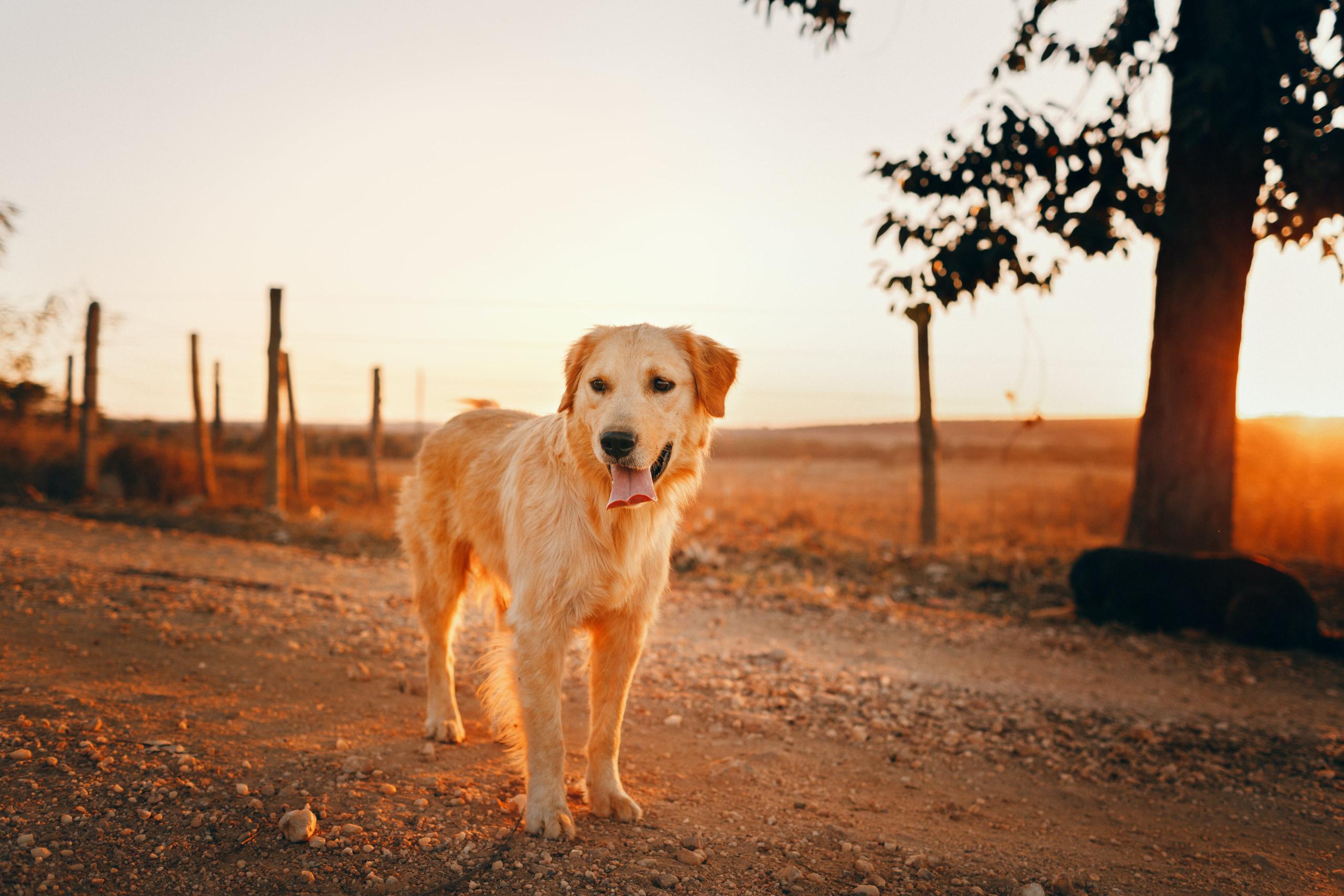 Godersi la primavera con i nostri cani