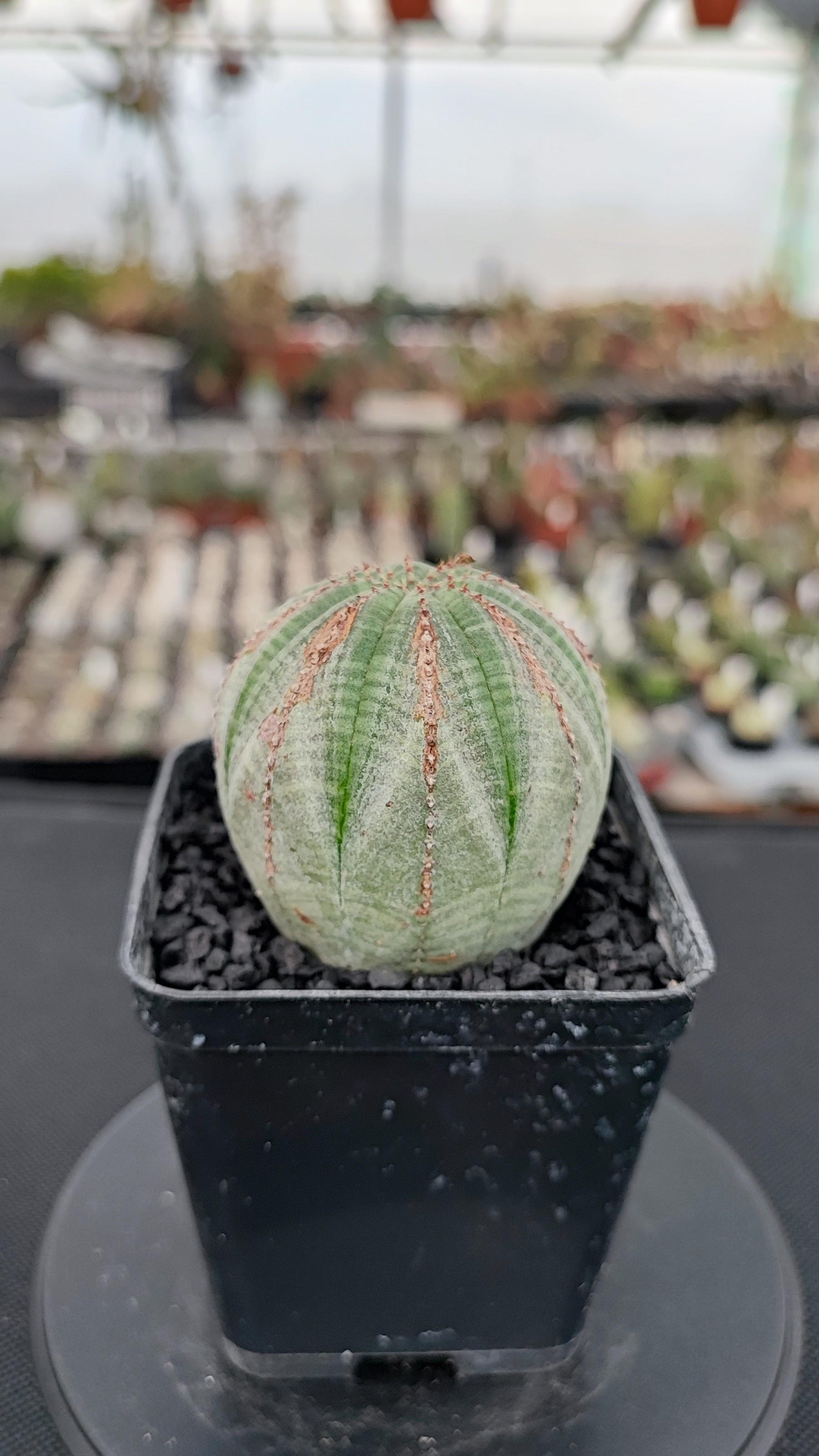 Euphorbia Obesa Rare Form