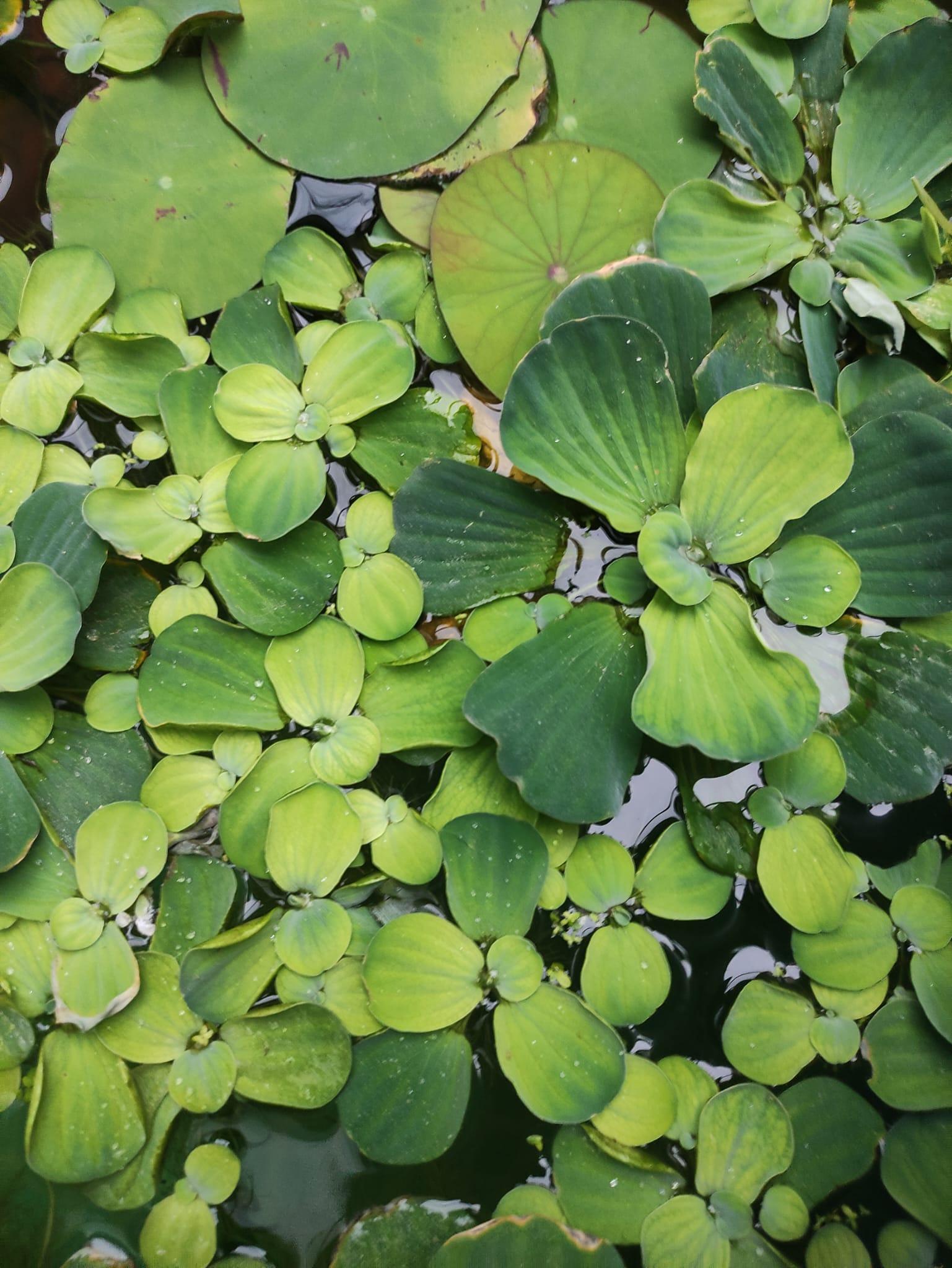 pistia stratiotes