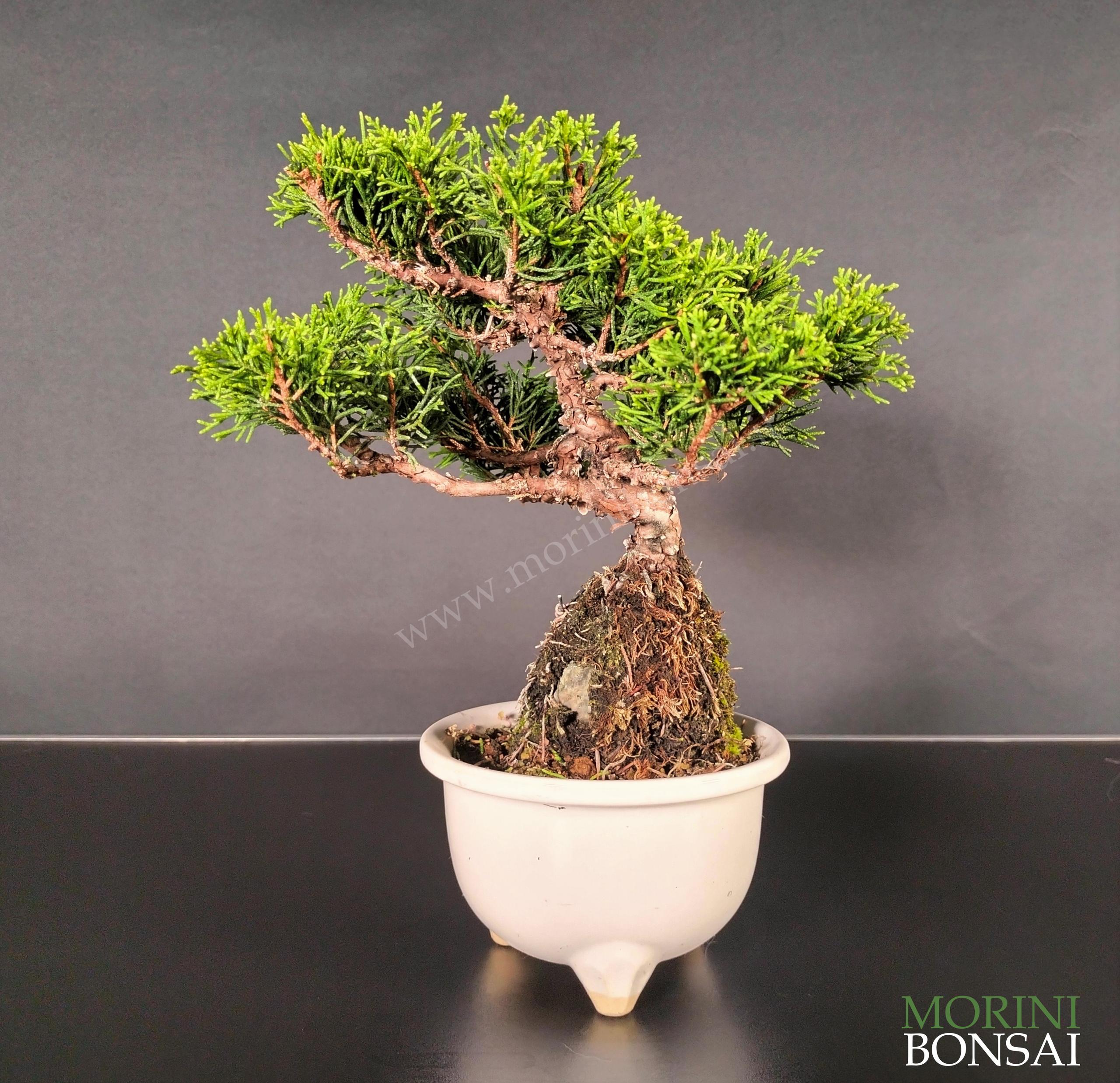 JUNIPERUS ITOIGAWA GI205