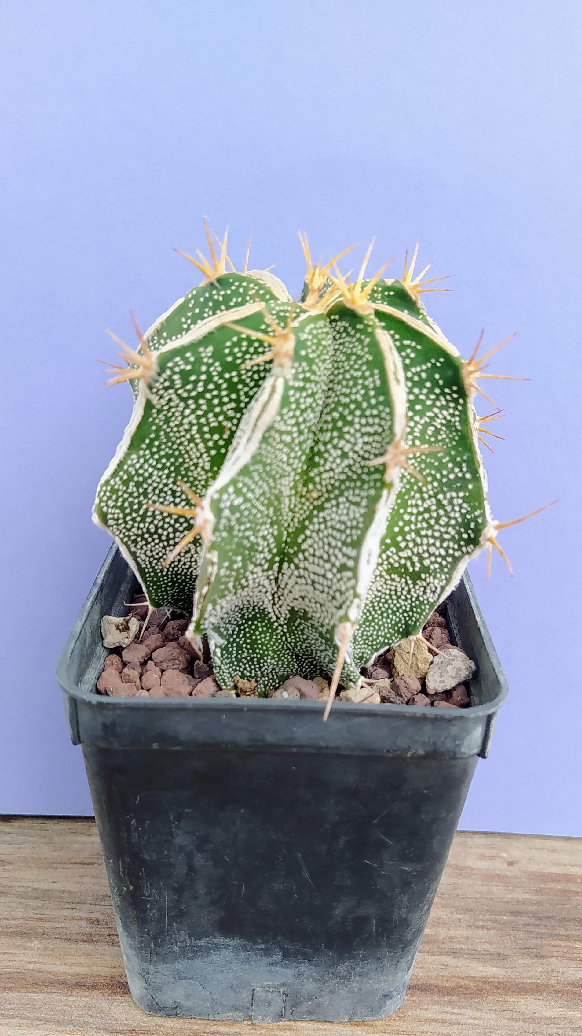 Astrophytum Ornatum cv.Fukuruy