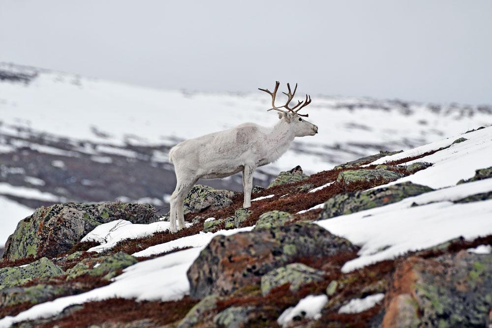 Norvegia, Norway, Varanger