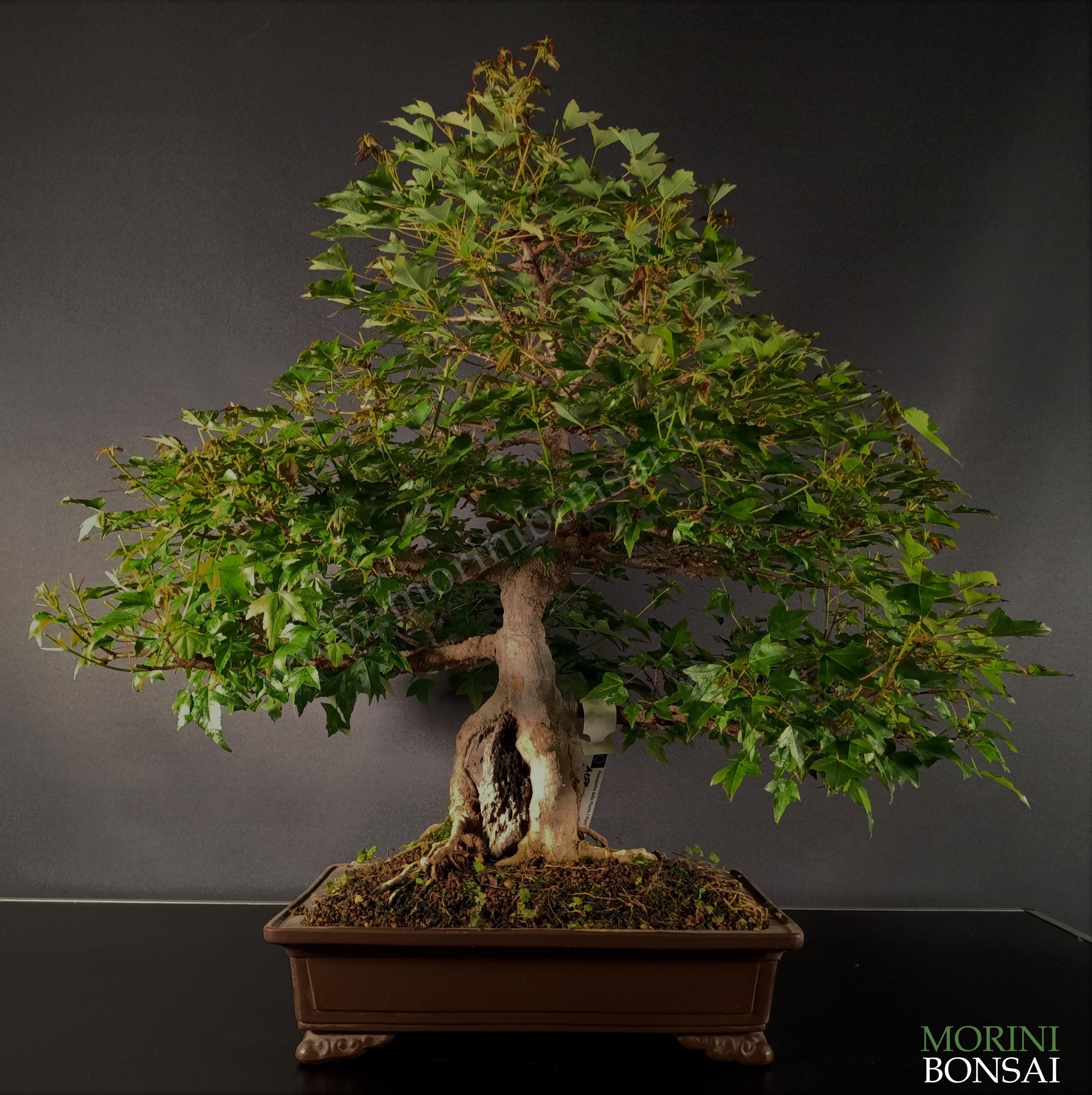 ACER BUERGERIANUM AB40