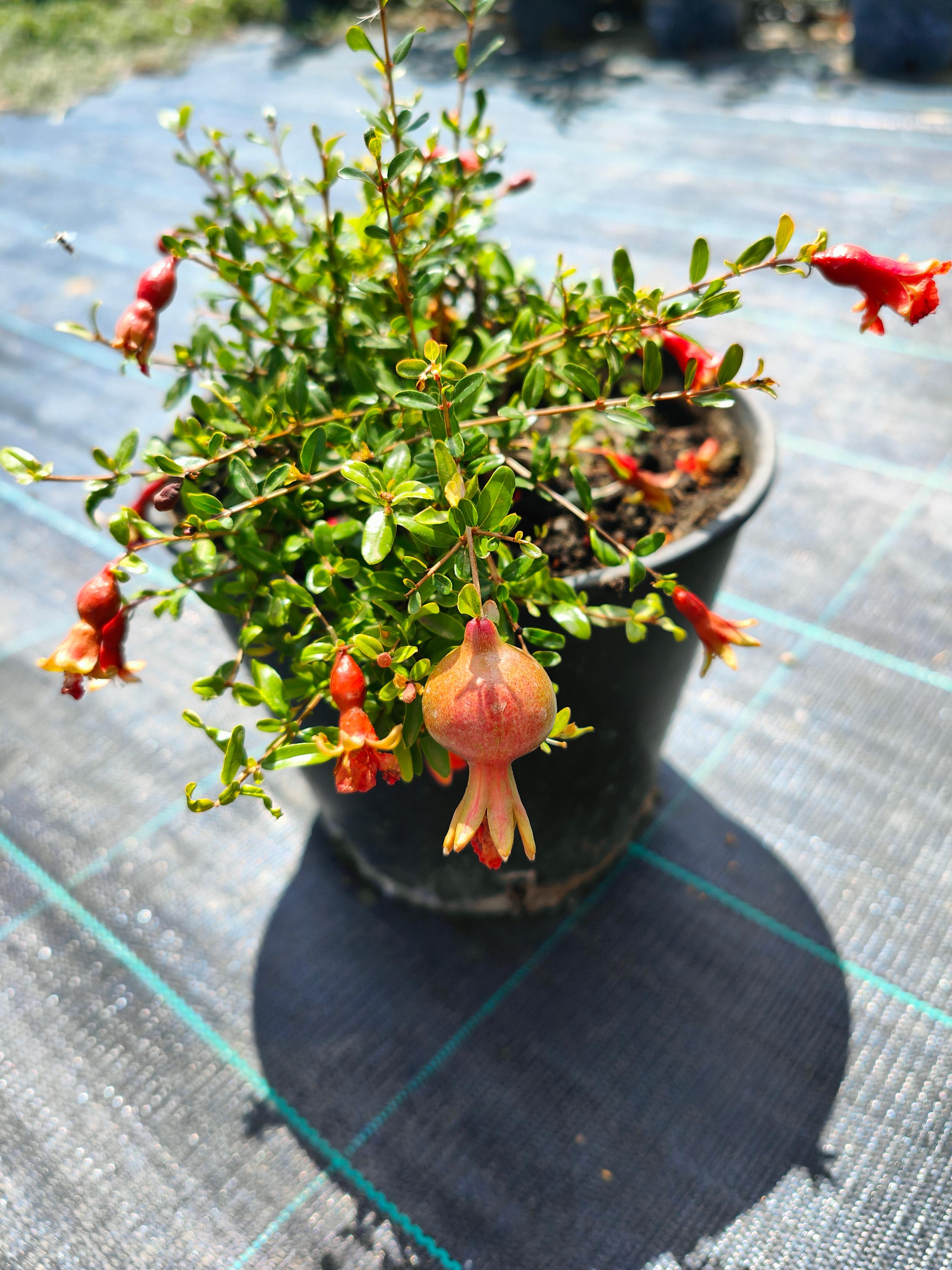 Tralicci Per Rampicanti Relaxdays - Set 3 Grigliati Legno 180x30 Cm, Allungabili | Naturale