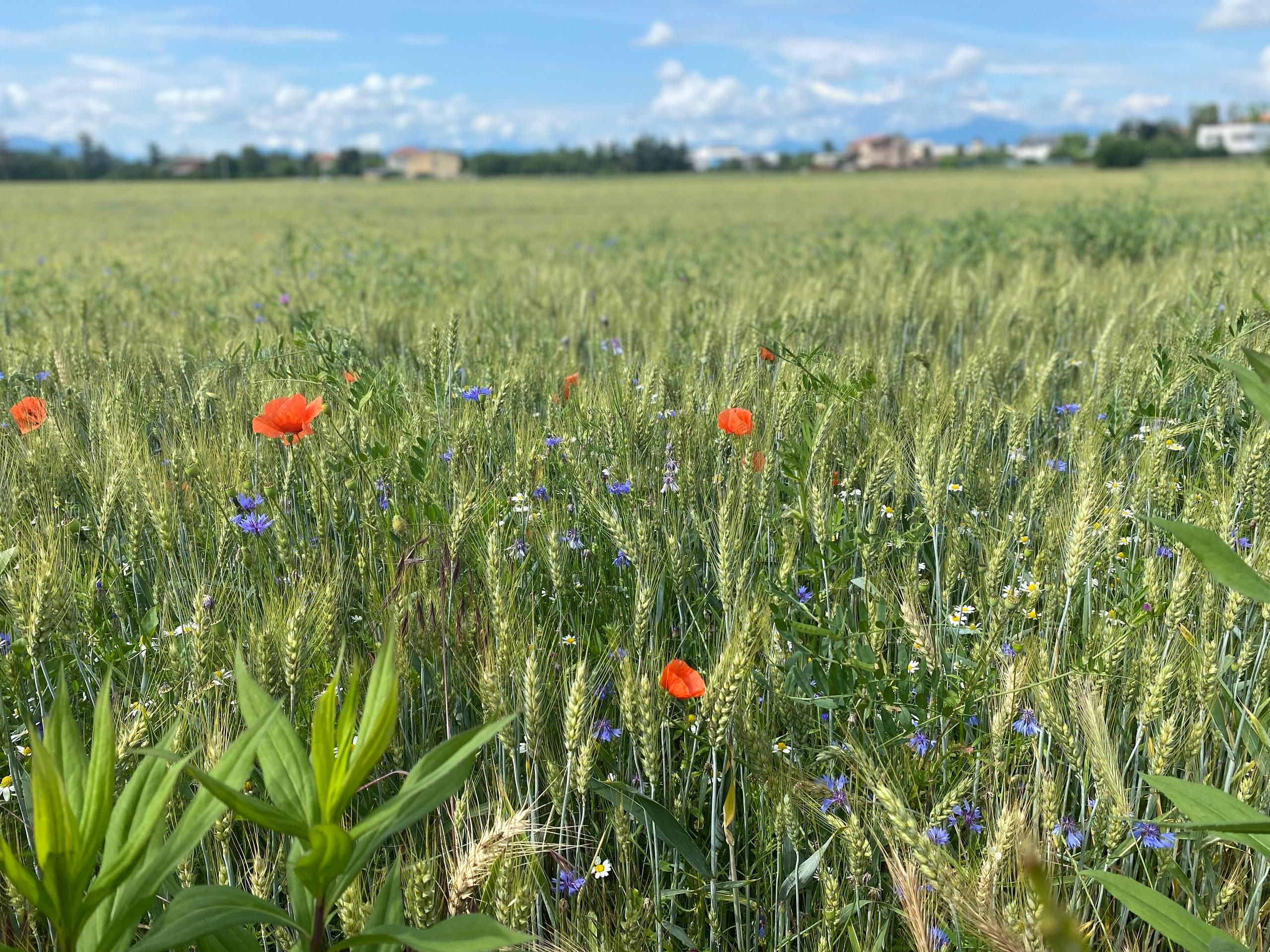 1 giugno: buona estate meteorologica!