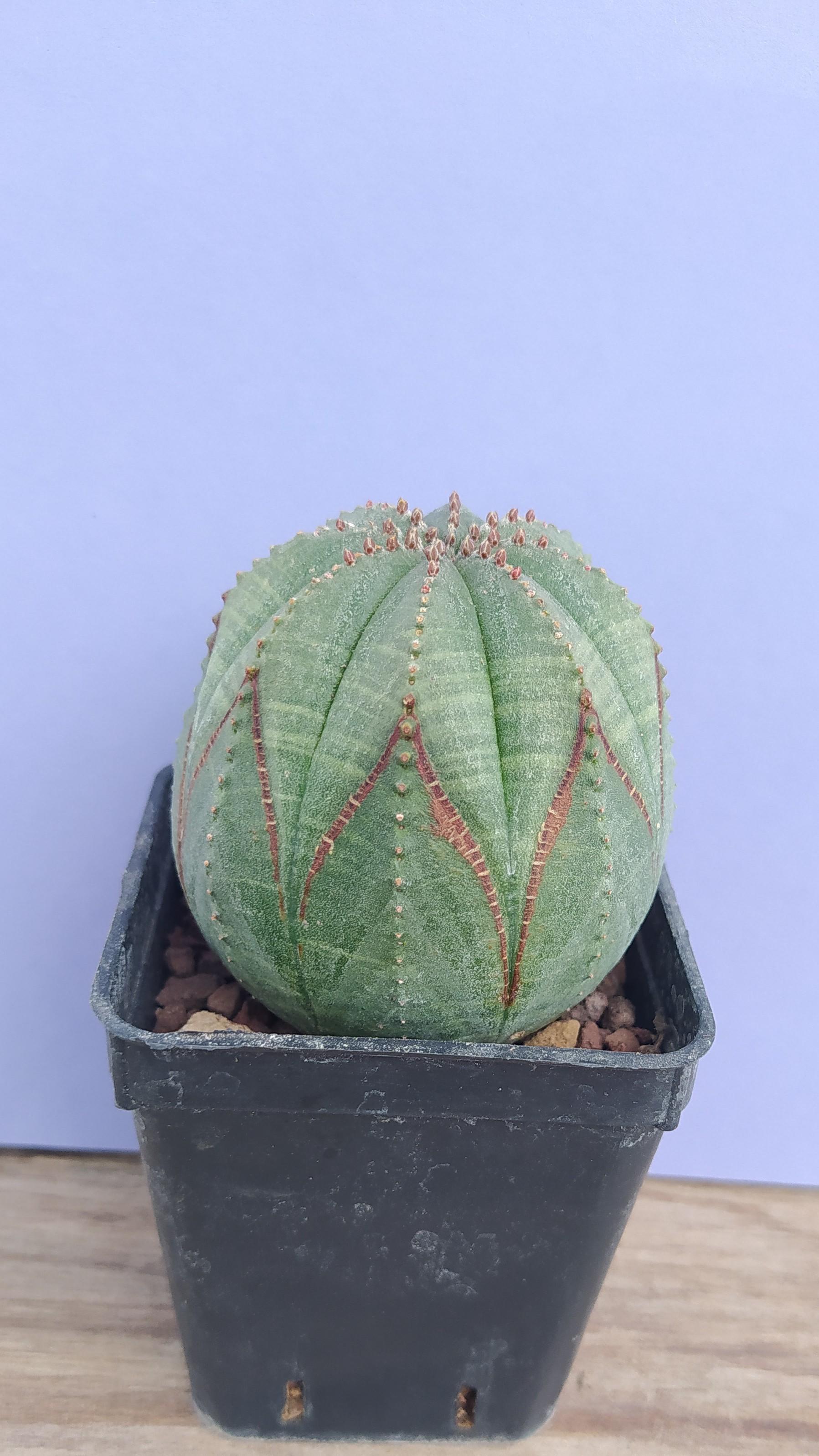 Euphorbia Obesa Rare form