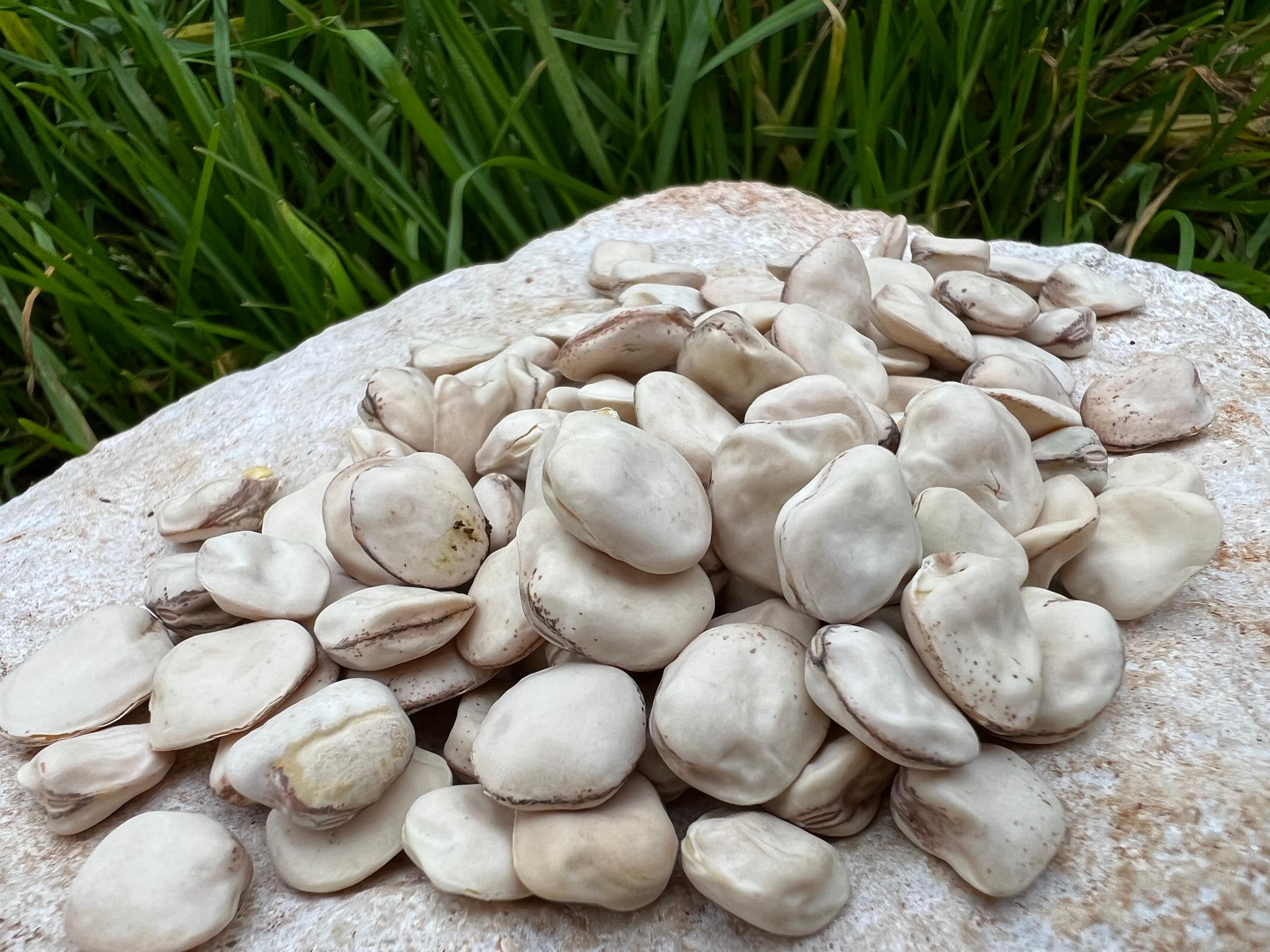 Sacchetto portasemi in omaggio 15 semi di Vànghàl’  (Dente molare)