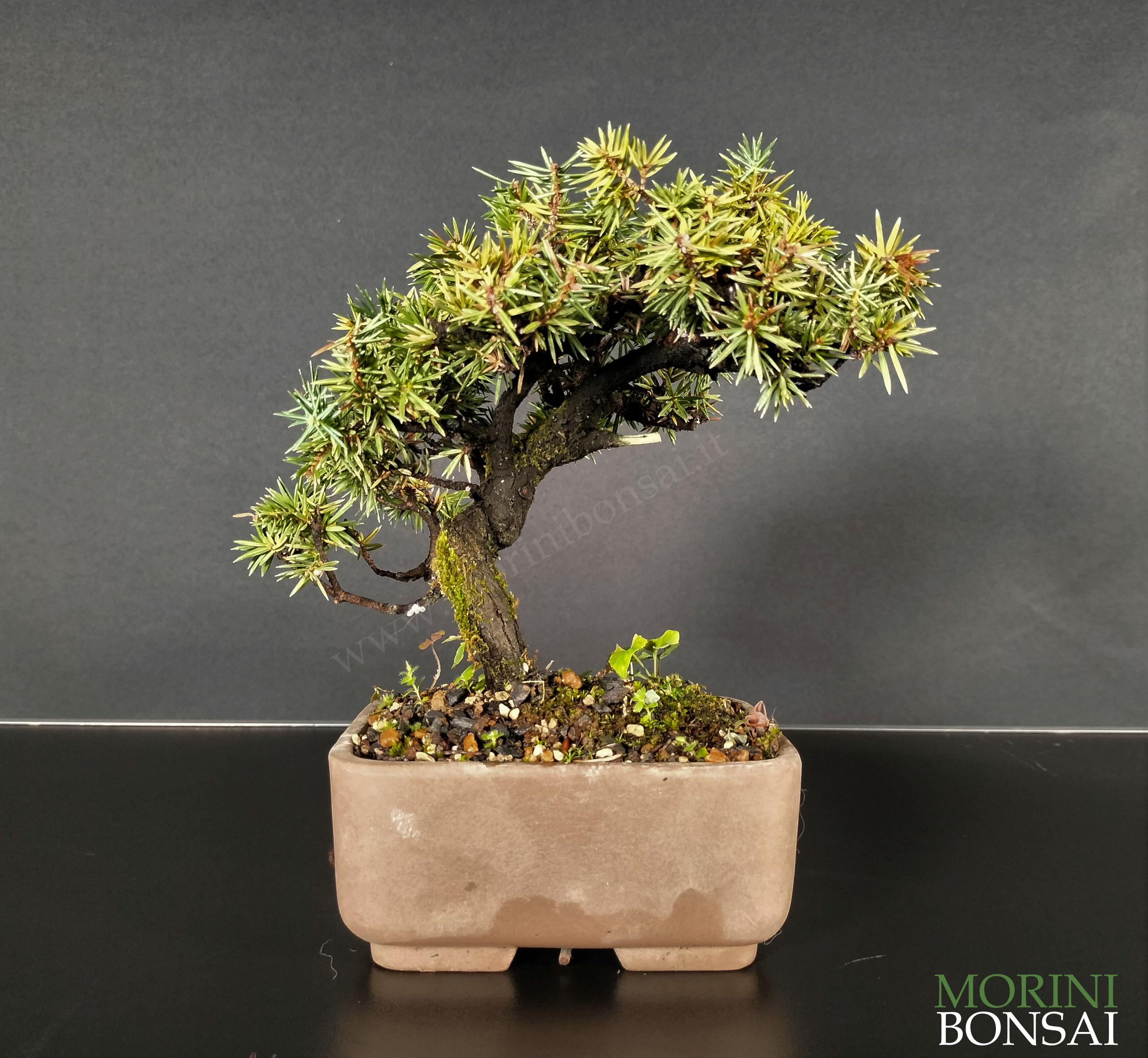 JUNIPERUS RIGIDA GR14