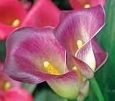 Calla colorata