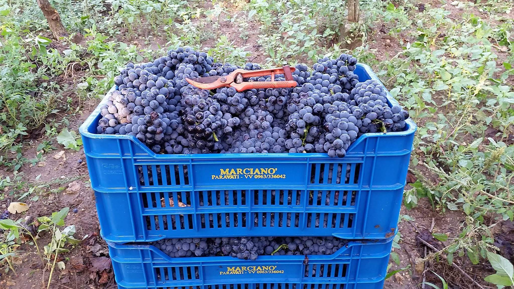 Il Magliocco è un vitigno tipico della Calabria, raggiunge alti livelli di zucchero