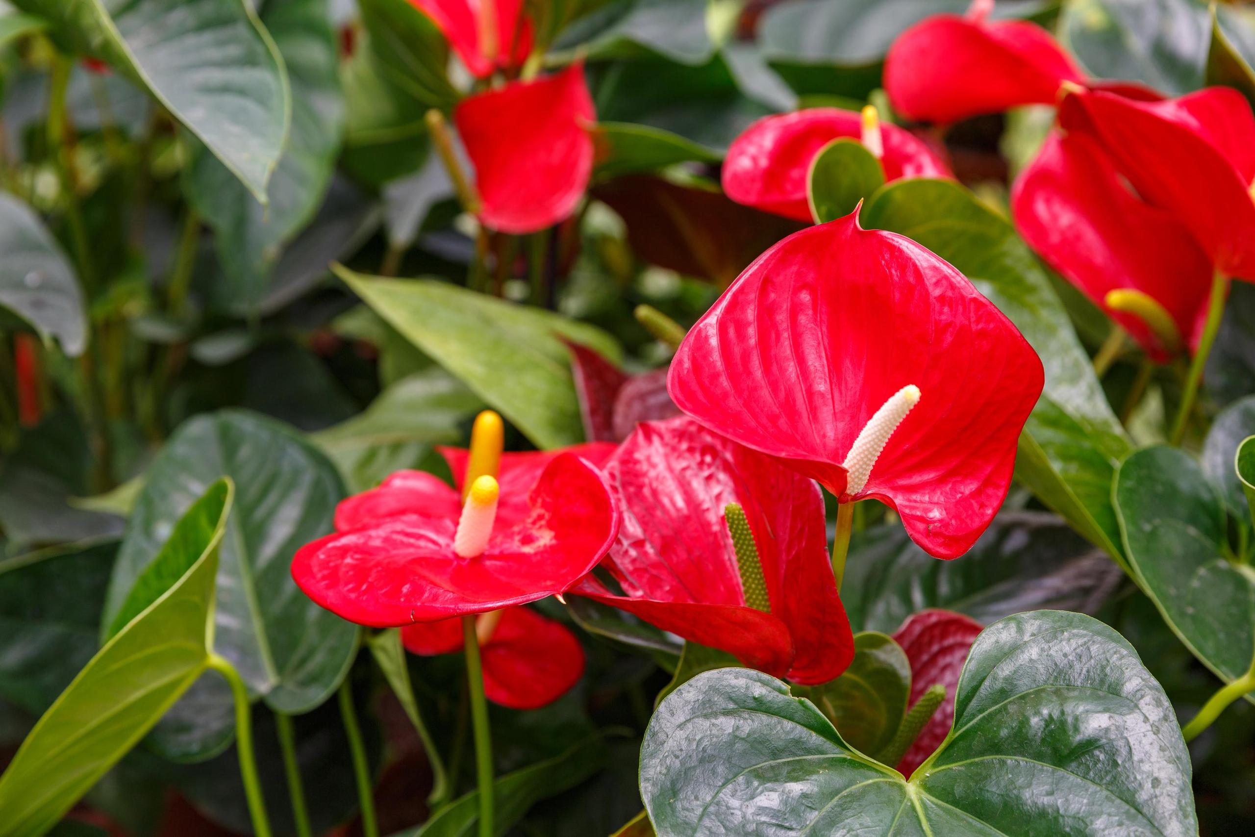 Anthurium Andreanum