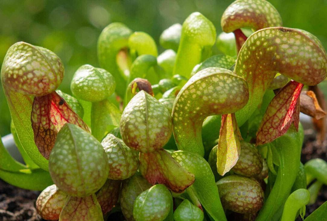 Darlingtonia californica