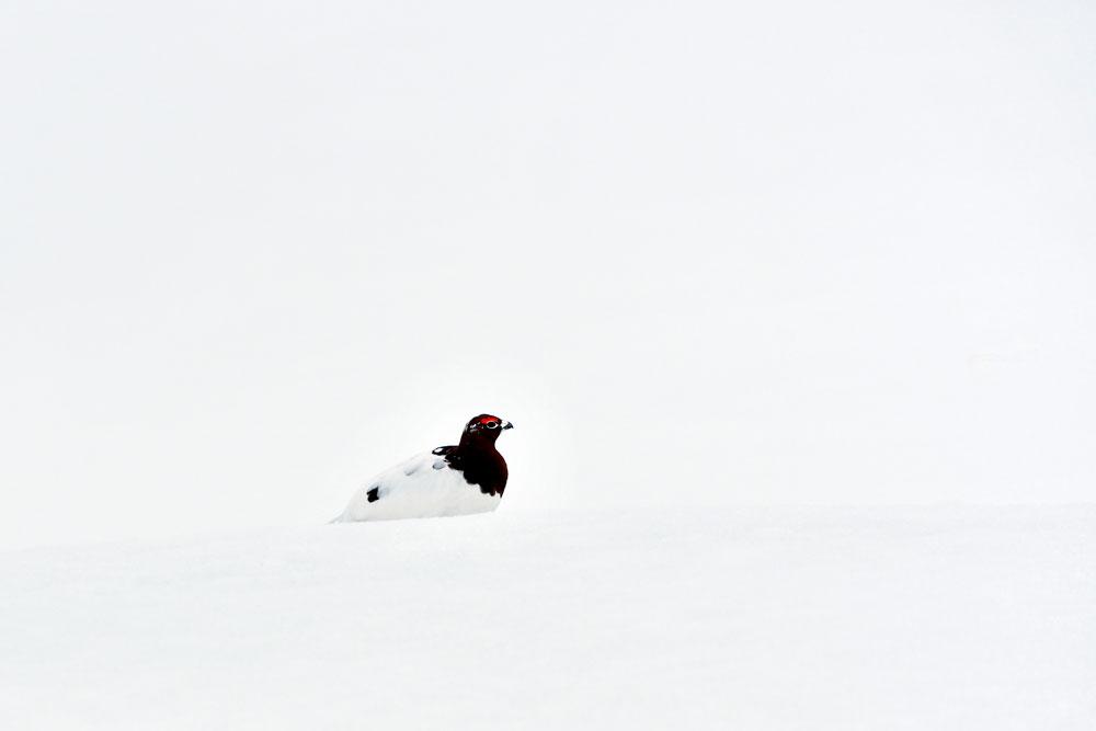 Norvegia, Norway, Varanger