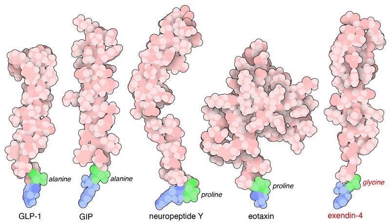 10-Dipeptidyl_Peptidase4-Substrates2-1jpg