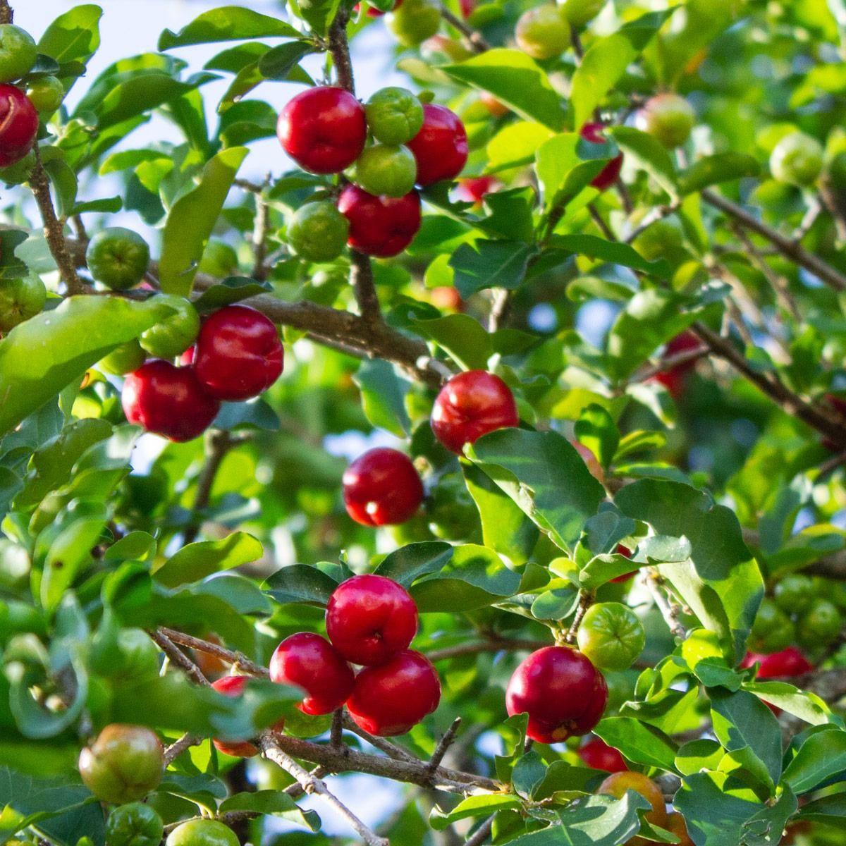 ACEROLA, OTTIMA FONTE DI VITAMINA C