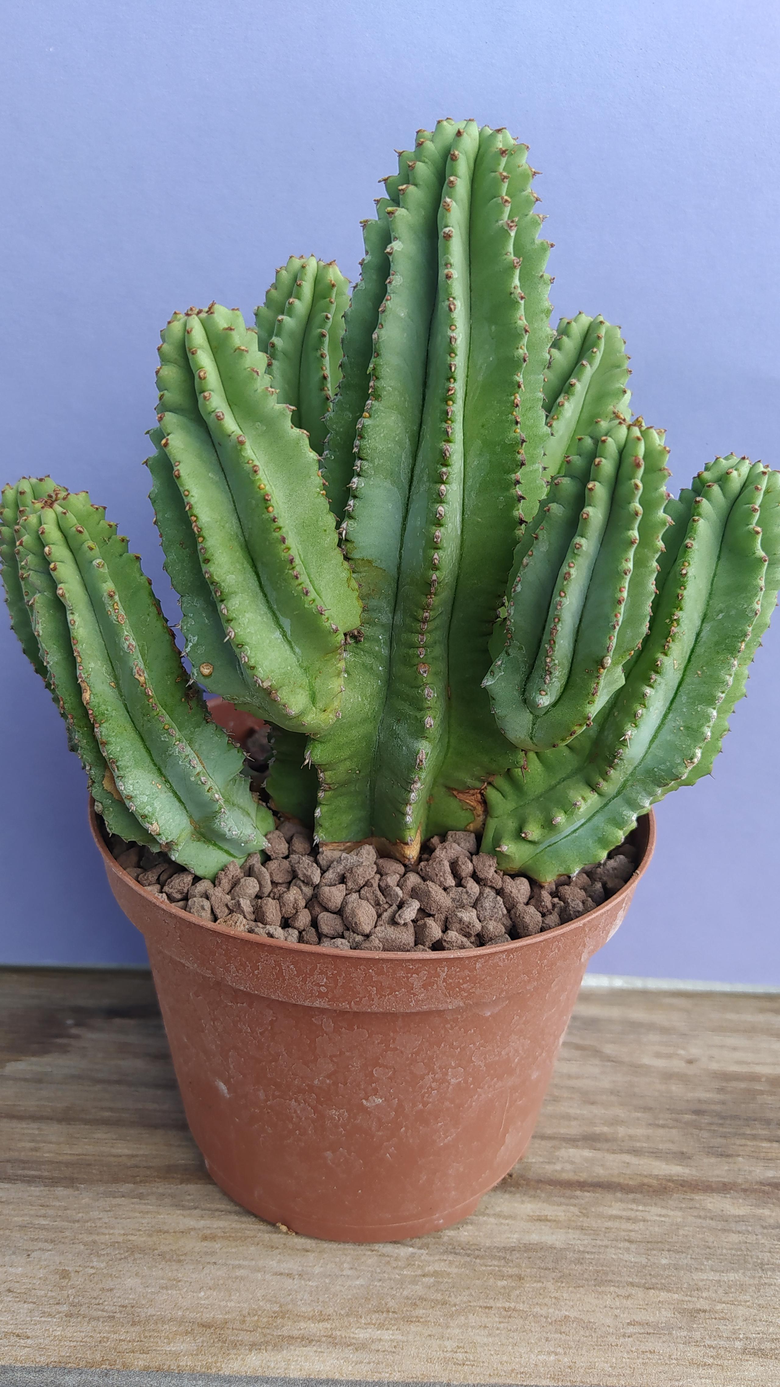 Euphorbia Fruticosa  Inermis