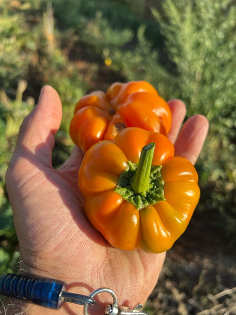 Sacchetto portasemi in omaggio 10 semi di Papaccella napoletana riccia gialla