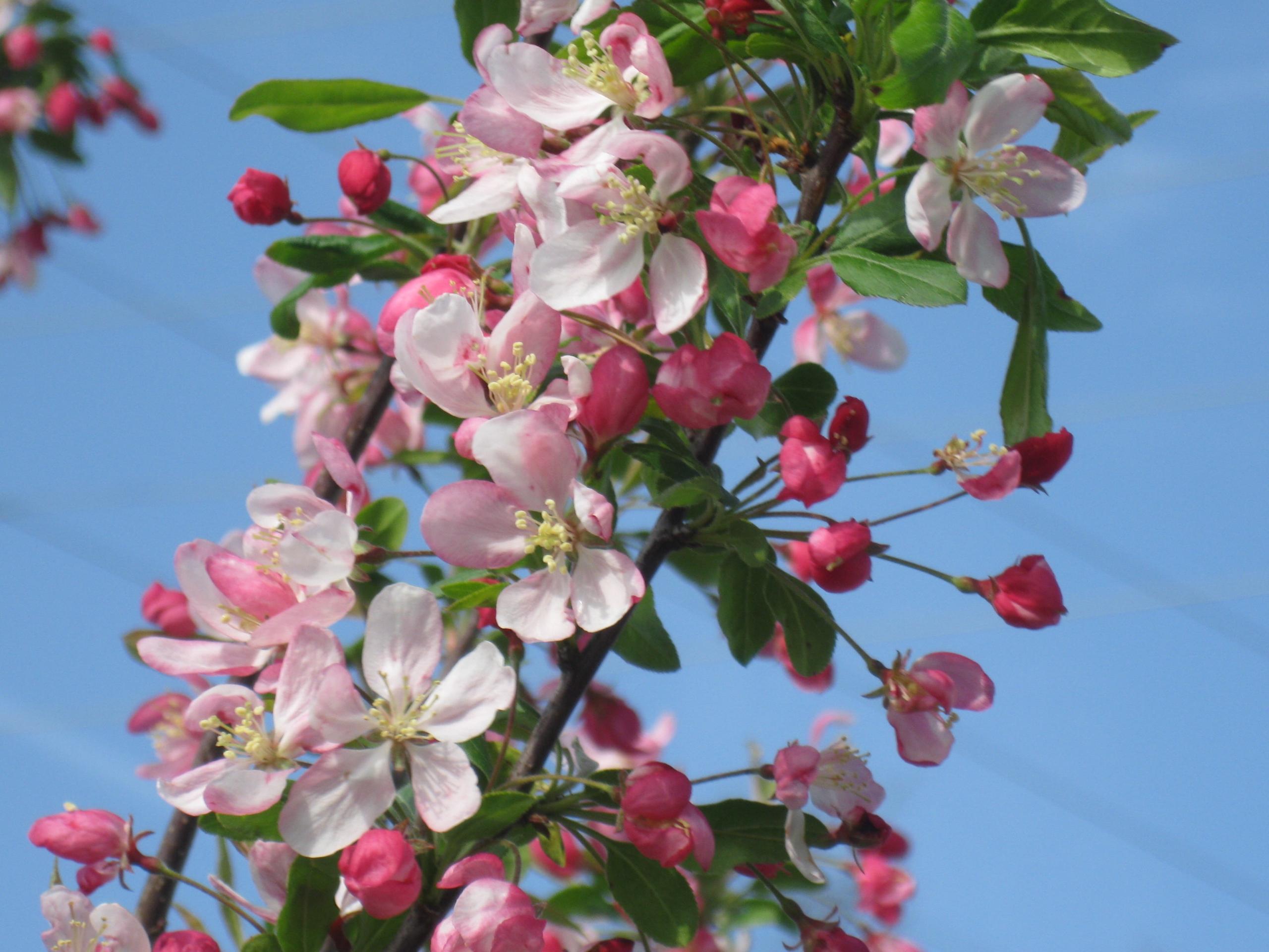 Crab Apple