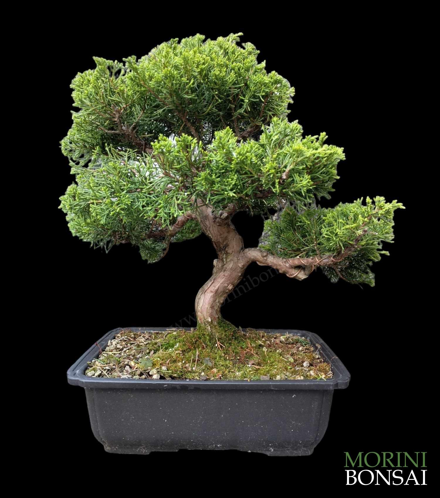 JUNIPERUS ITOIGAWA GIB204