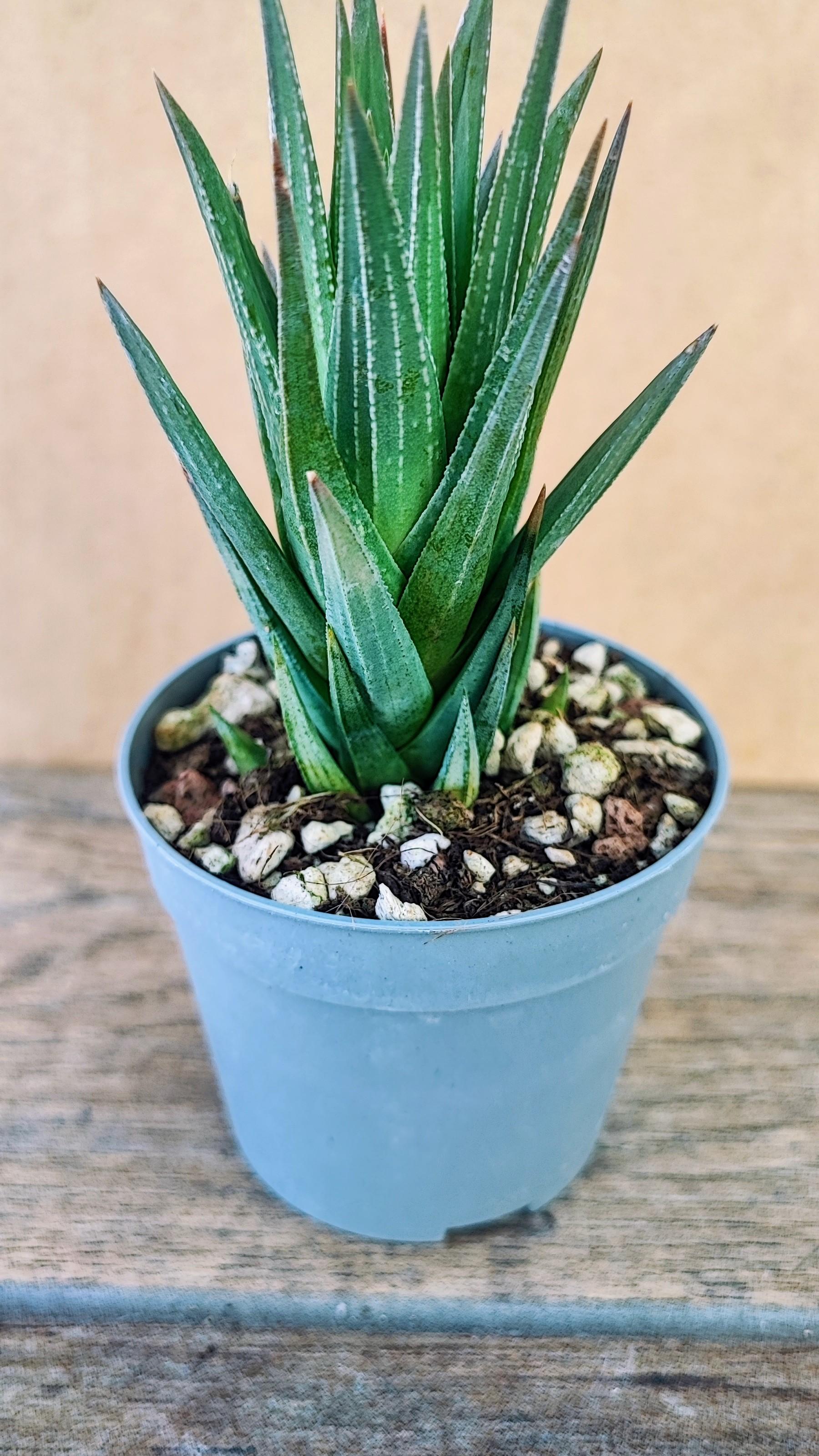 Haworthia Glauca