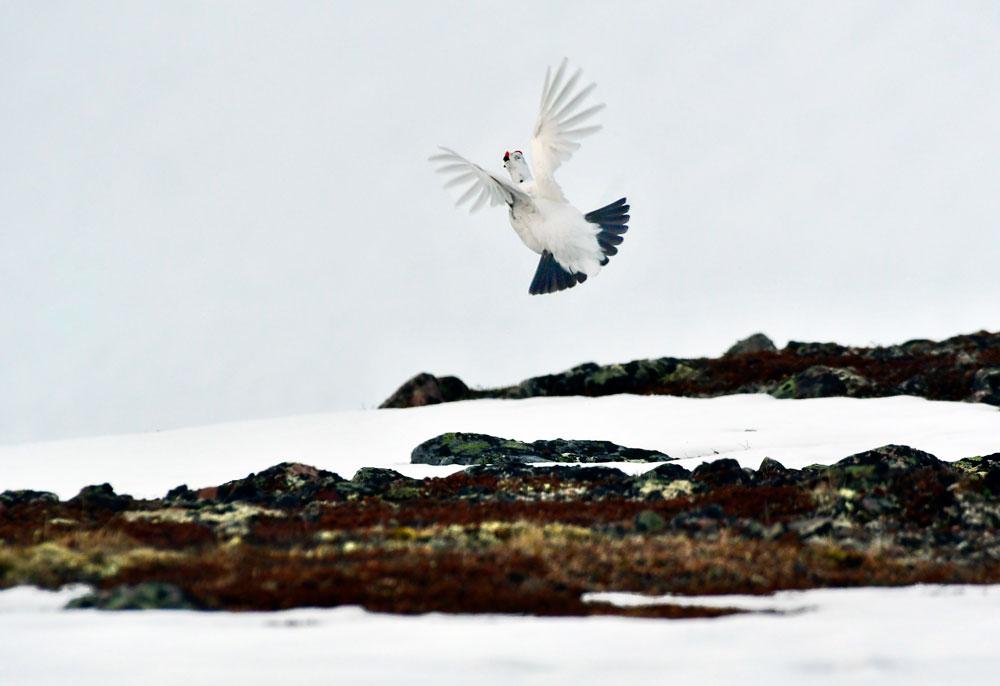 Norvegia, Norway, Varanger