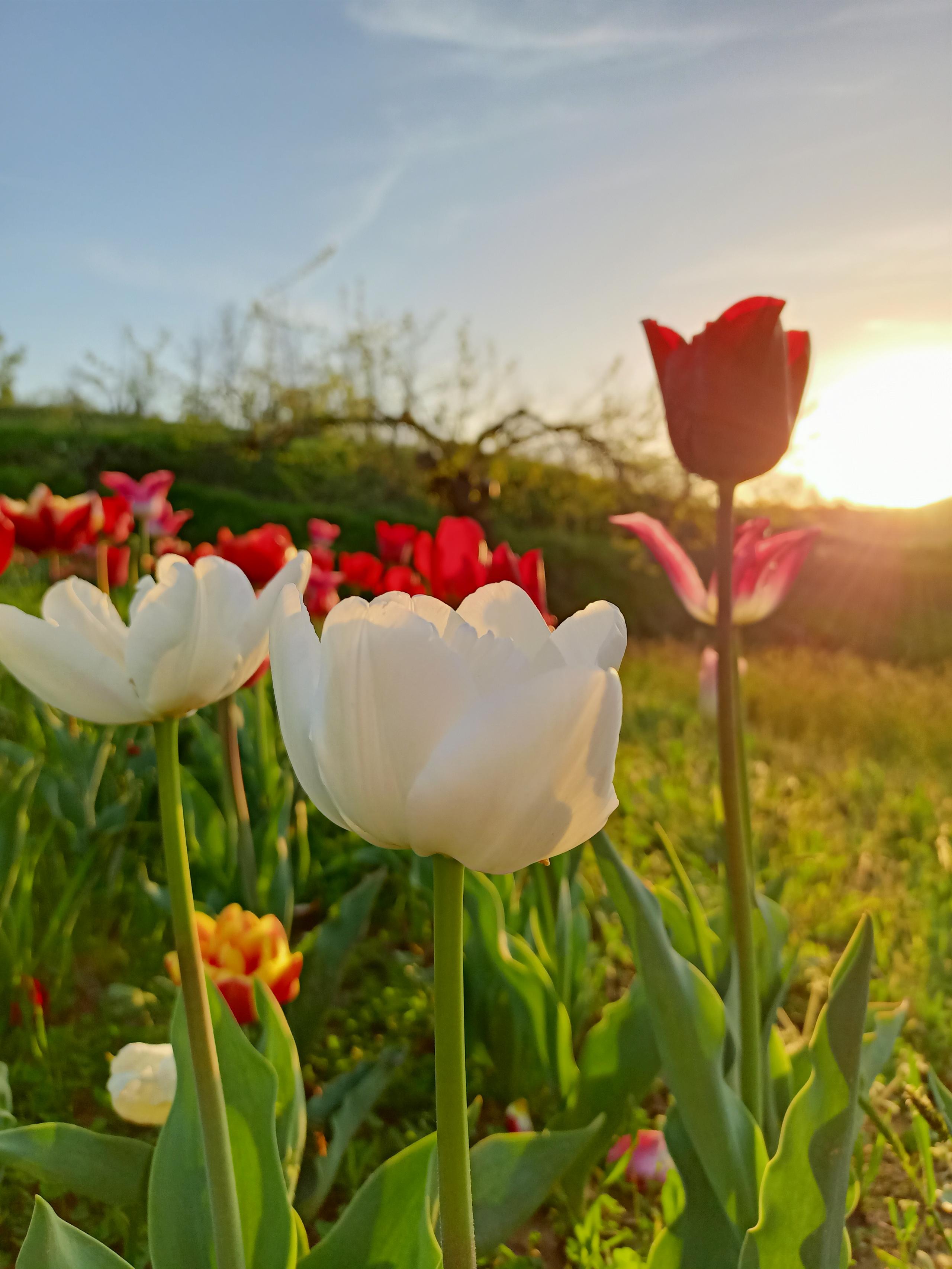 Tulipani, Fioritura, Primavera