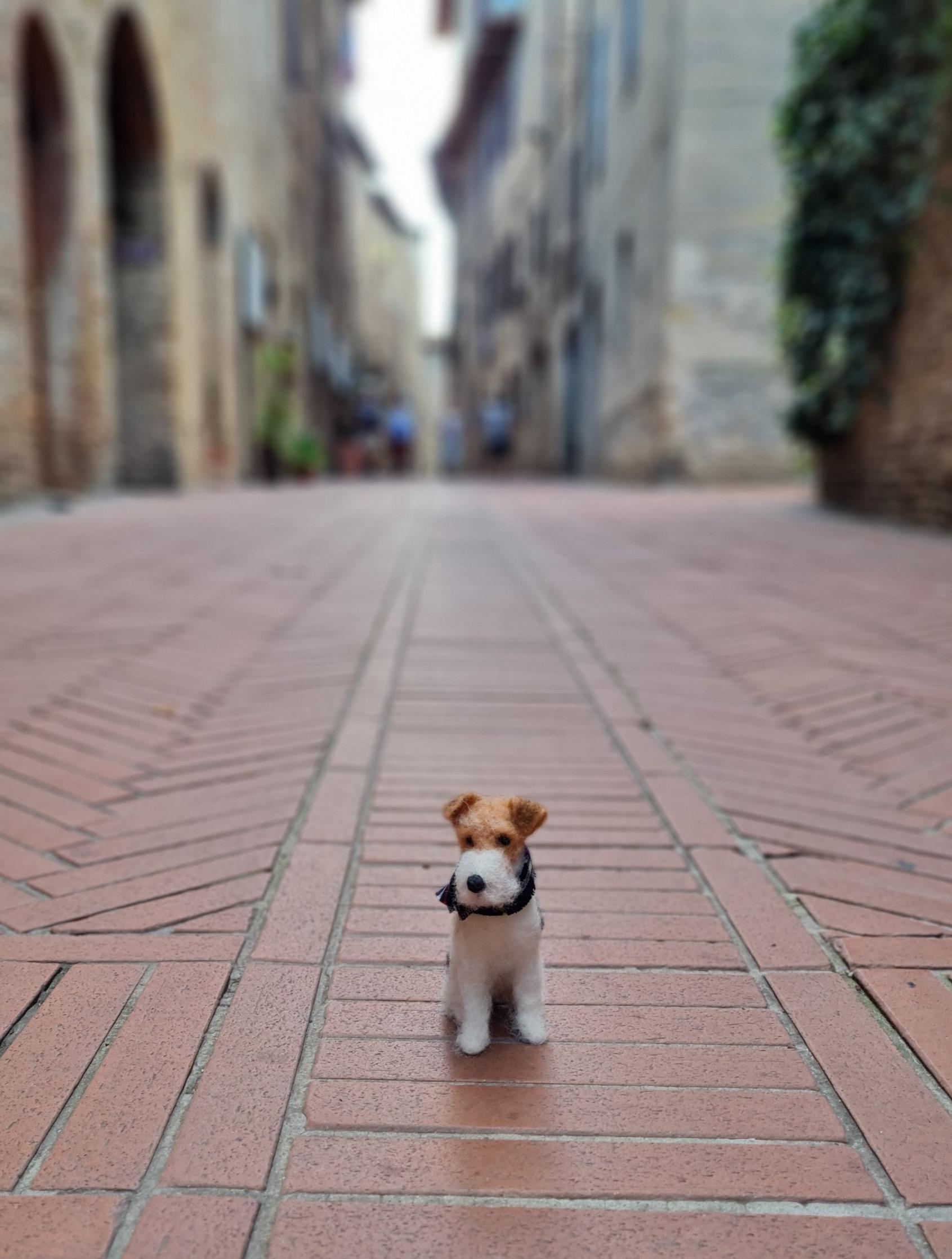 Fox Terrier